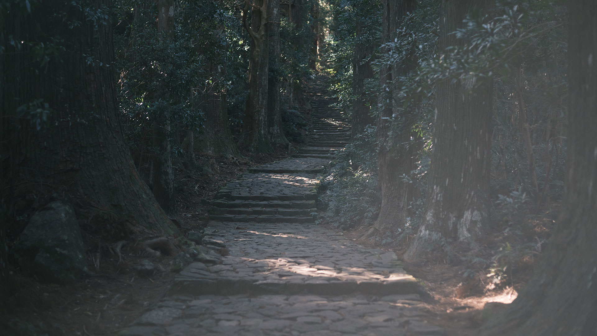 大門坂の巨木と石畳が作り出す、静謐で神秘的な熊野古道の風景。