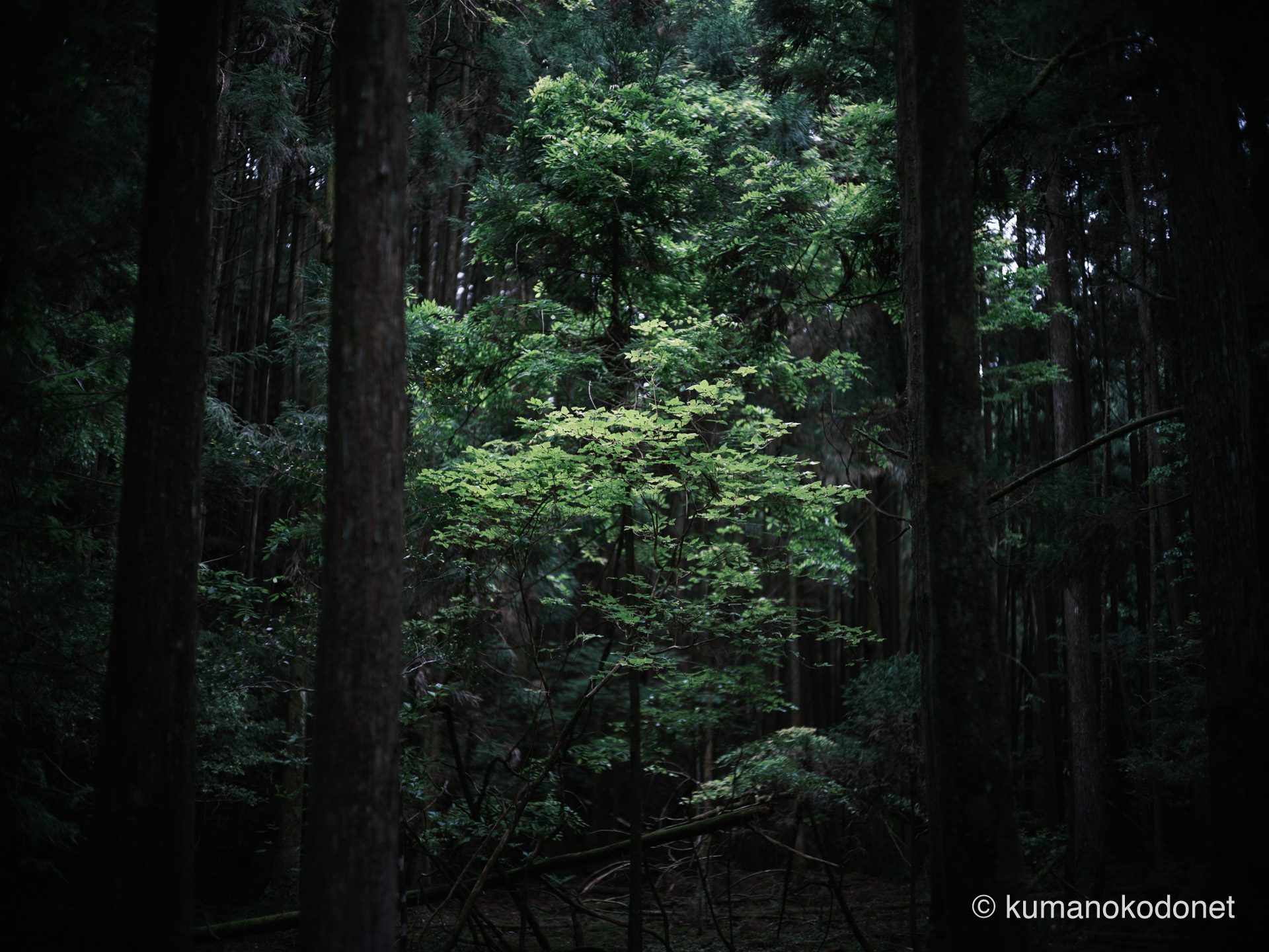 暗い森の最奥、特定の樹木だけを照らす弱い光。深淵に差し込む光の記録。｜ Secret Place of Kumano, Mie ｜ FUJIFILM GFX Classic Neg. ｜ 2026