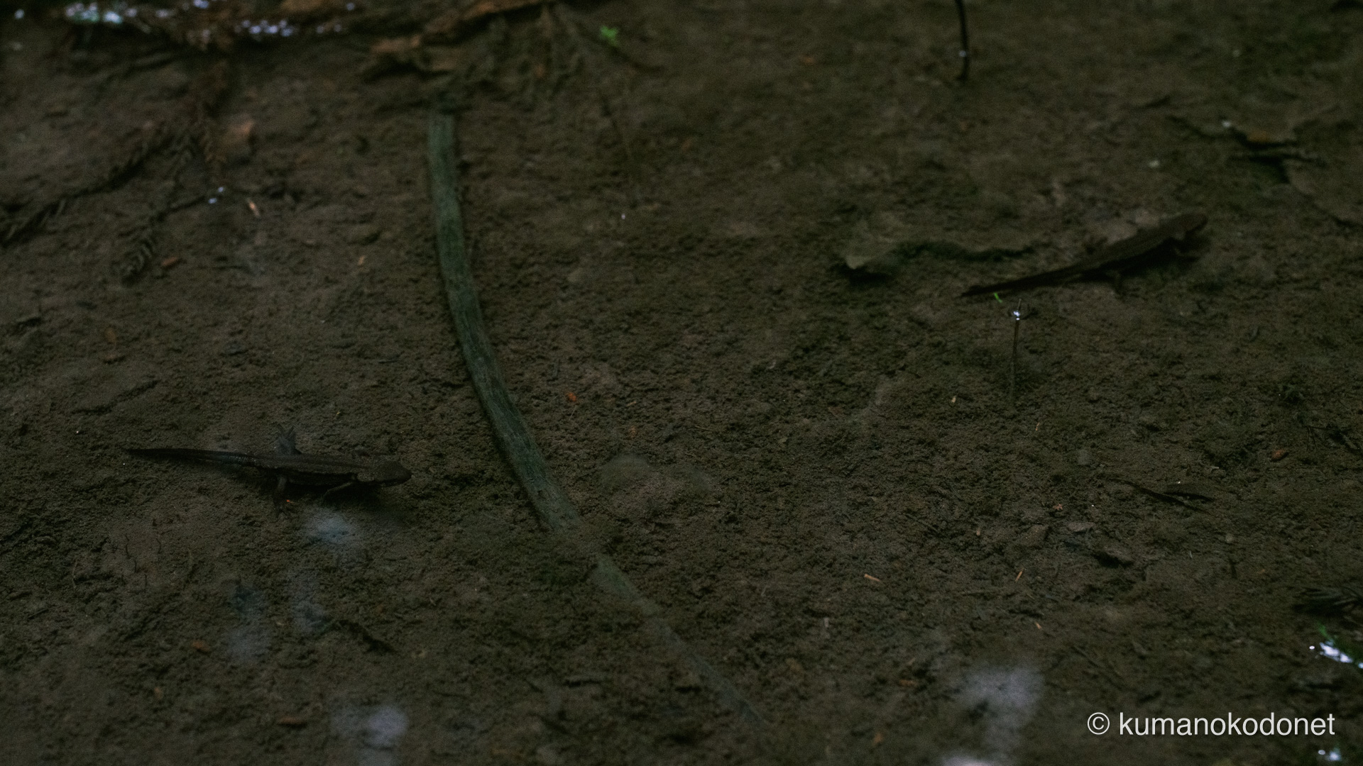 天然のビオトープに息づくイモリの姿。水辺に宿る、熊野の小さな生命の記録。｜ Secret Place of Kumano, Mie ｜ FUJIFILM GFX Classic Neg. ｜ 2026