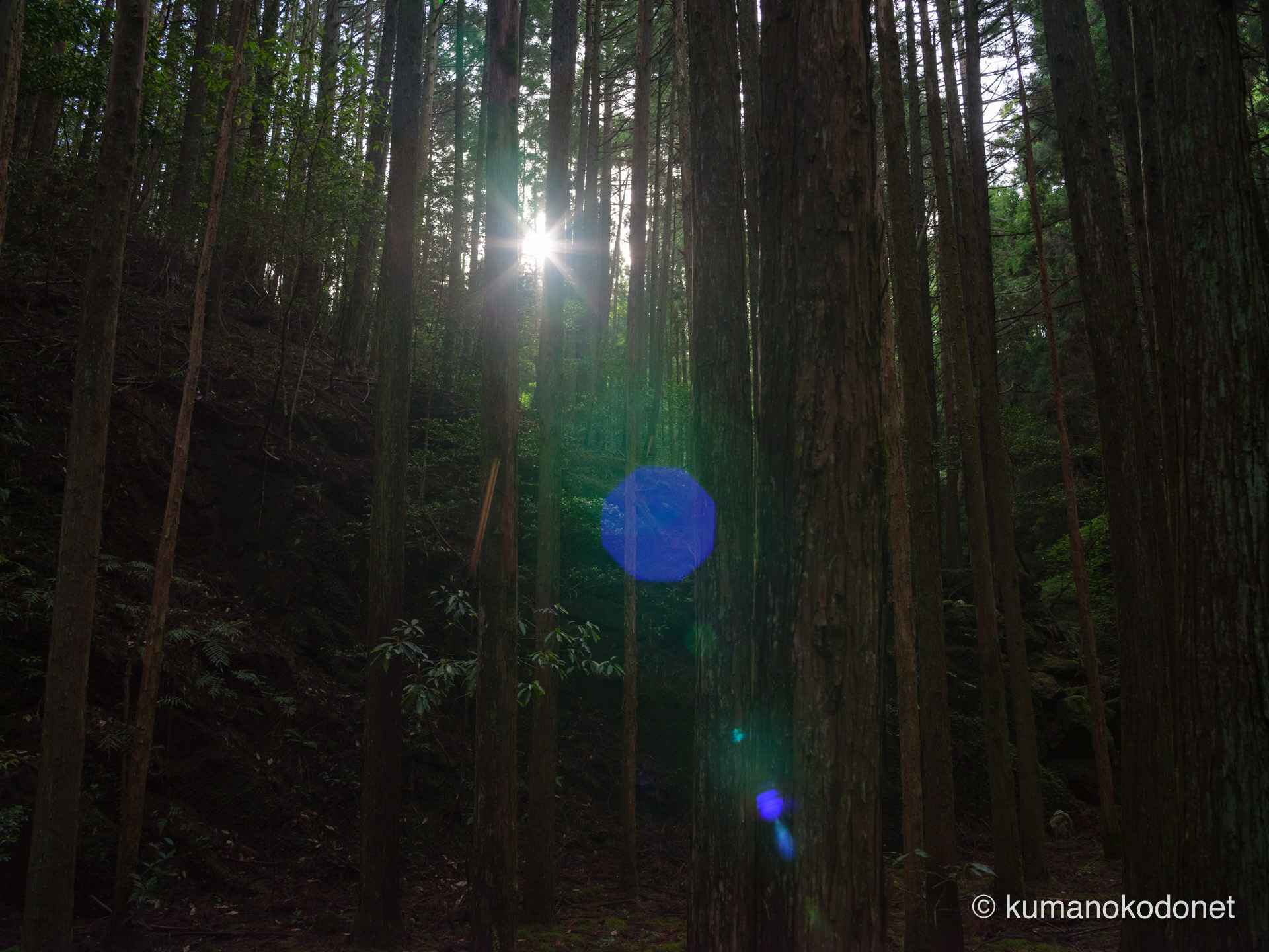 木々の隙間から覗く、眩い太陽の光。豊かな階調で捉えた、森の輝き。｜ Secret Place of Kumano, Mie ｜ FUJIFILM GFX Classic Neg. ｜ 2026