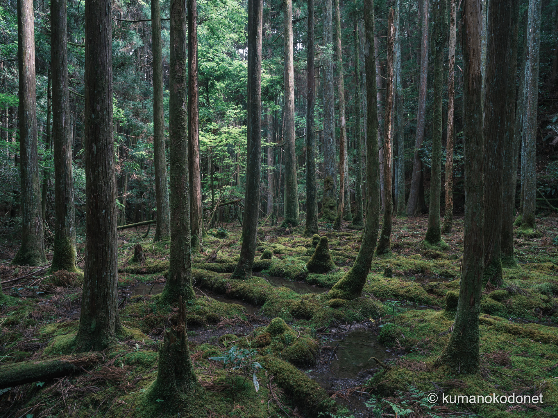 未知の聖域「KUMANOS」の全景。どこまでも緑が続く森の表情をワイドに捉えた一枚。| Secret Place of Kumano, Mie | FUJIFILM GFX Classic Neg. | 2025
