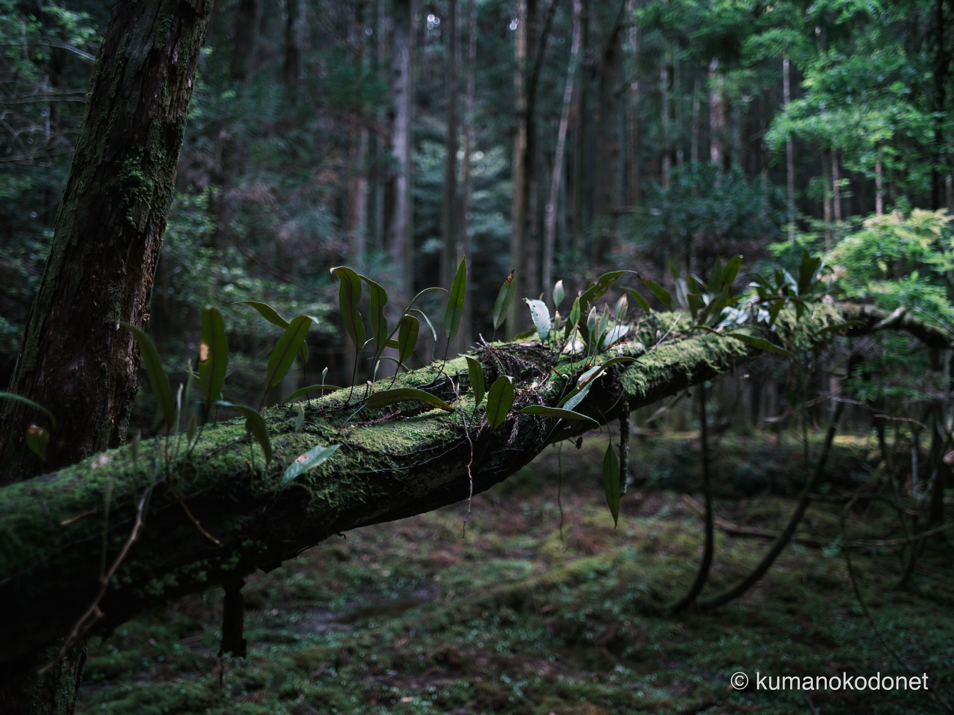 自生する植物の造形と色彩