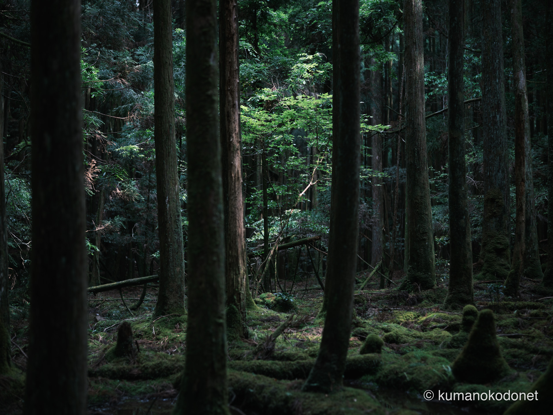 森の奥へ差し込む光の筋