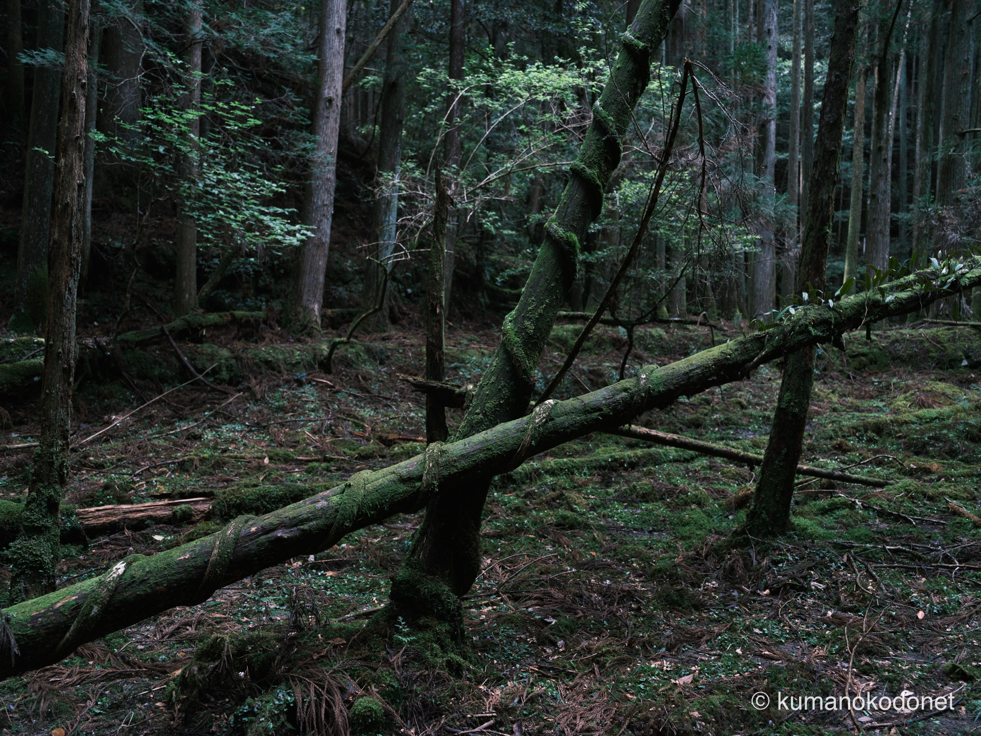 複雑にツタが絡まった樹木のディテール。森の生命力が凝縮された、密やかな樹皮の記録。｜ Secret Place of Kumano, Mie ｜ FUJIFILM GFX Classic Neg. ｜ 2026