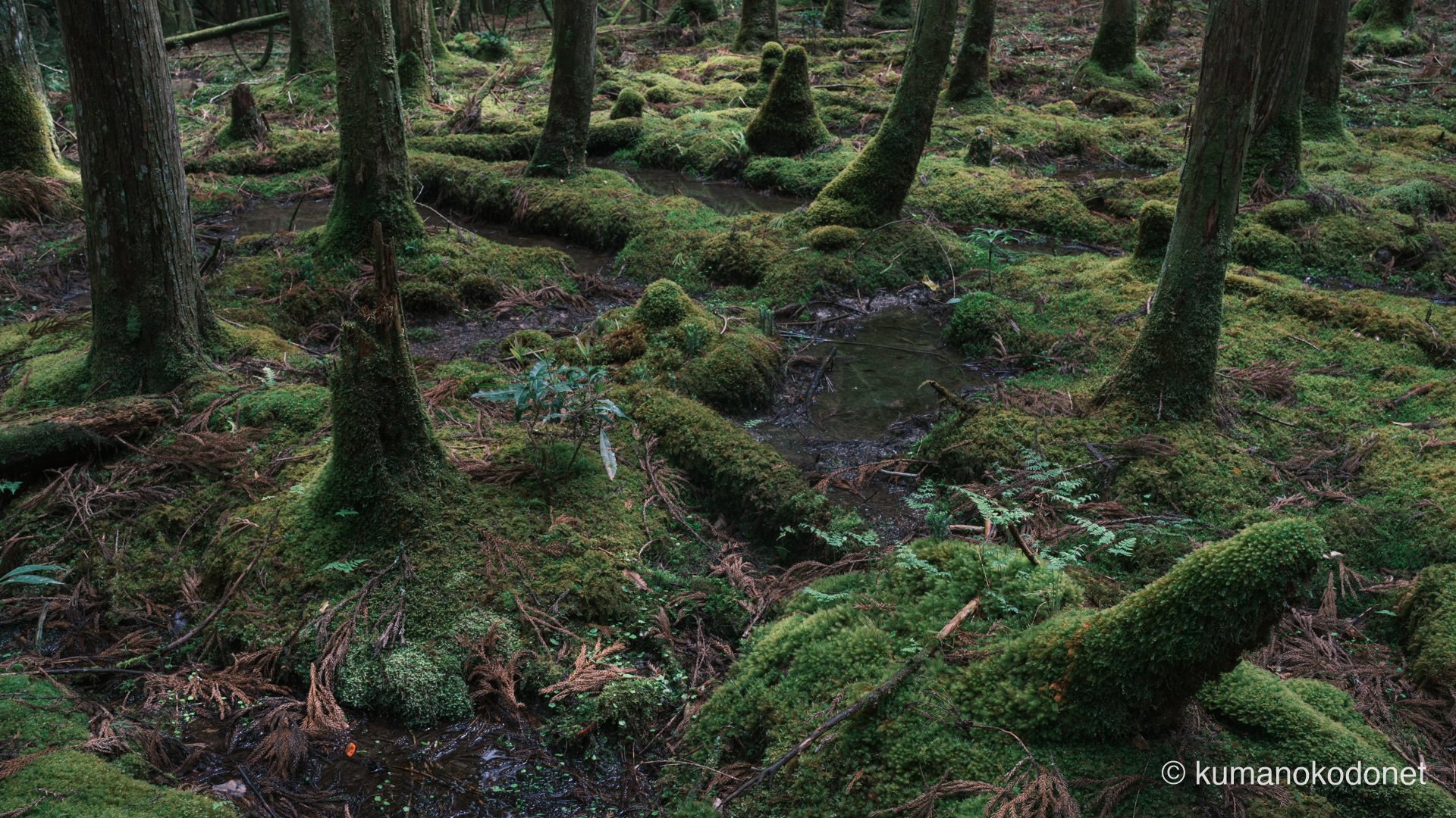 苔に覆われた地表と倒木