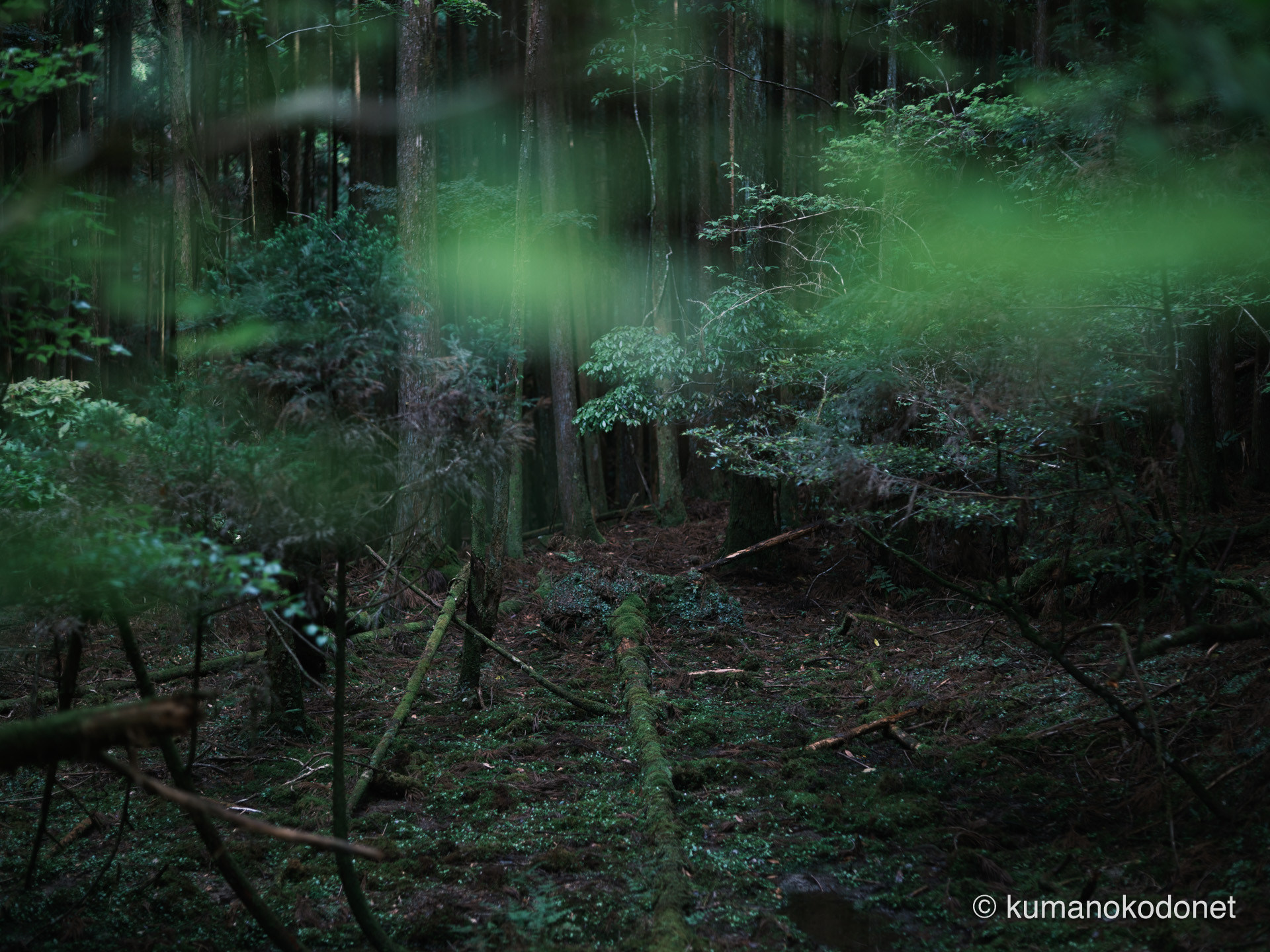 異世界の入り口を思わせる、森の奥のフレーミング。静謐な空気が漂う一角を切り取った。｜ Secret Place of Kumano, Mie ｜ FUJIFILM GFX Classic Neg. ｜ 2026