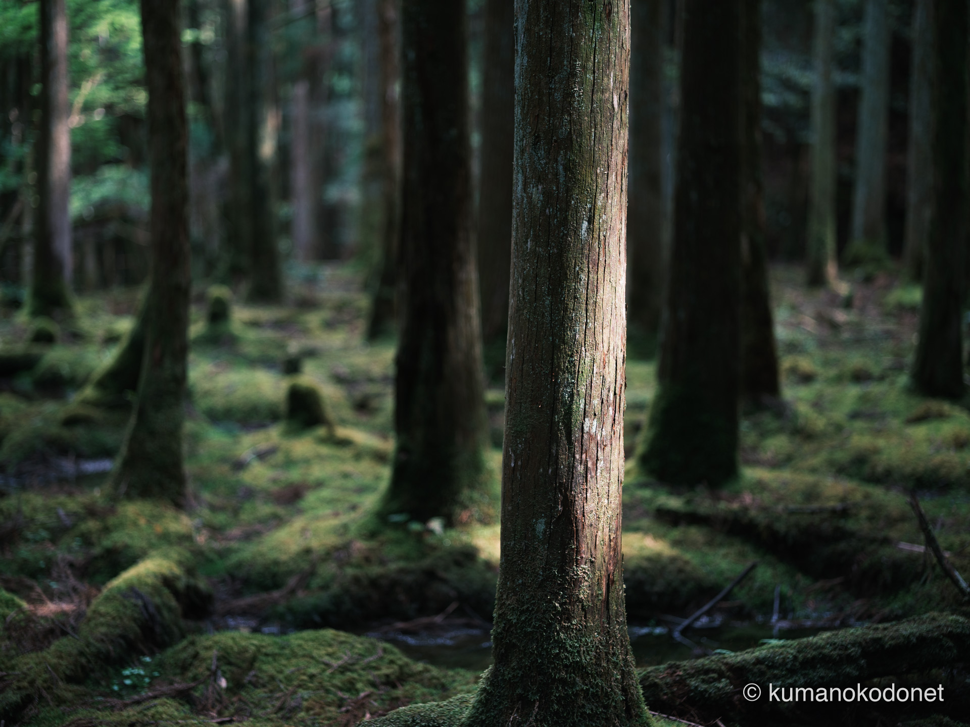 ポートレート撮影用の森の背景