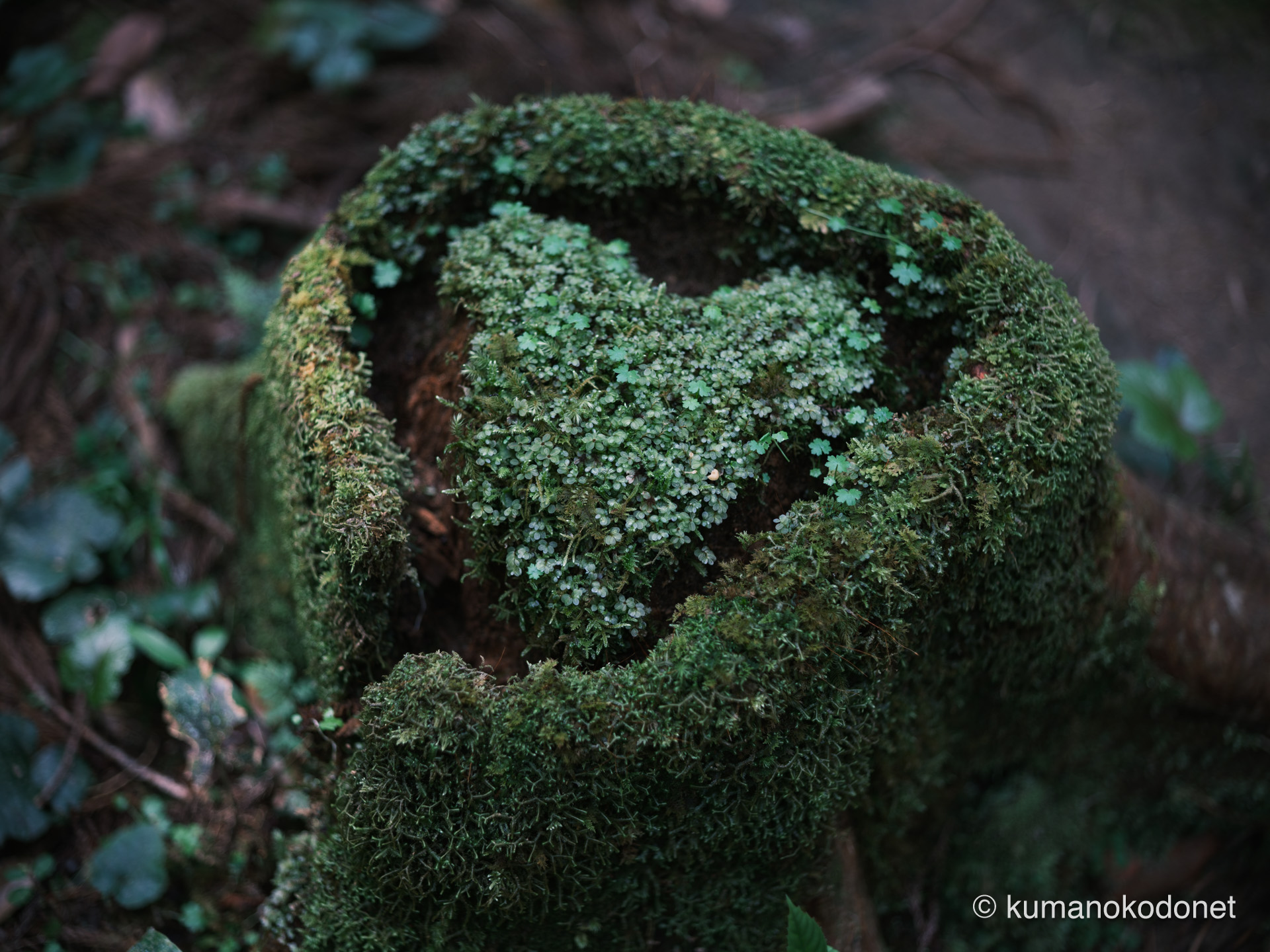 桑の木渓谷で見つけたハートの形の切り株。新宮の森の奥に潜む奇跡。| Kuwanoki Valley, Shingu, Wakayama | FUJIFILM GFX Classic Neg. | 2025