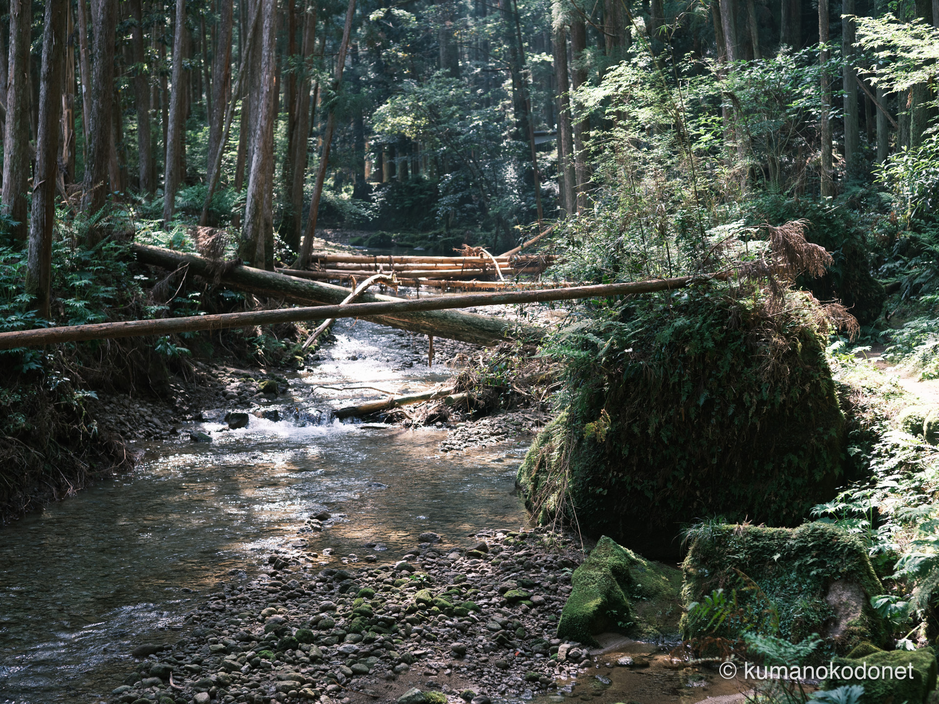 川の流れを遮る倒木