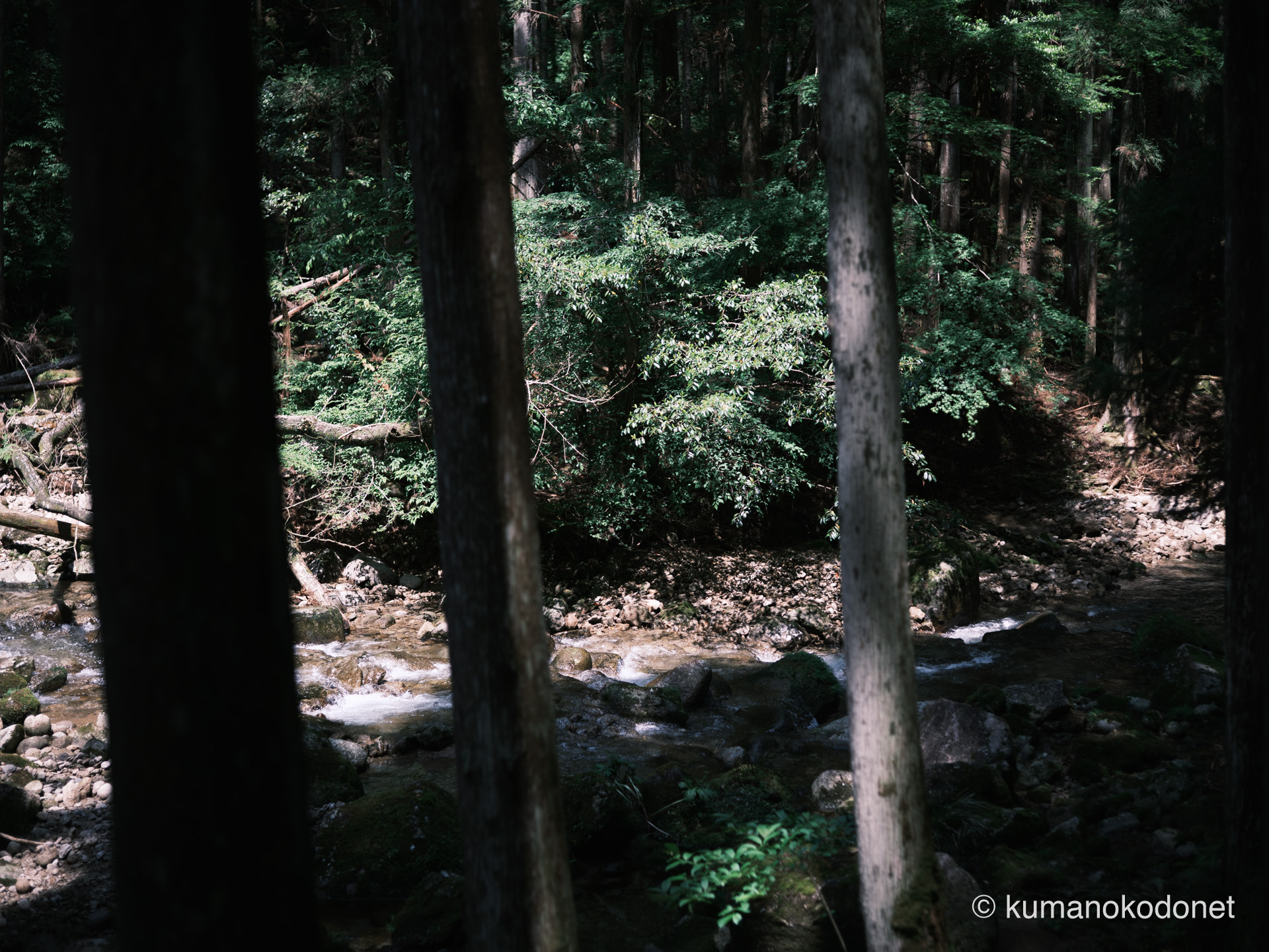桑の木谷川の対岸に横たわる荒々しい倒木。緑豊かな自然の生命力を描き出した光景。| Kuwanoki Valley, Shingu, Wakayama | FUJIFILM GFX Classic Neg. | 2025
