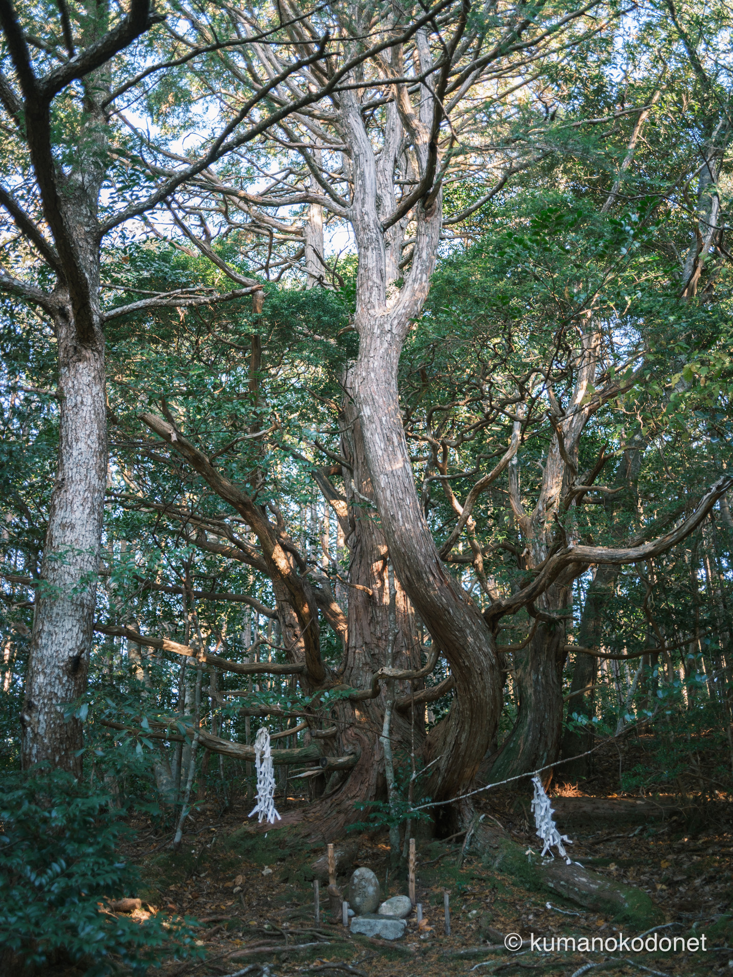 数年越しの想いでようやく対面した、個性的な姿の檜。集落の山に静かに鎮座する御神木の記録。｜ Secret Place of Kumano, Wakayama ｜ FUJIFILM GFX Classic Neg.｜ 2026