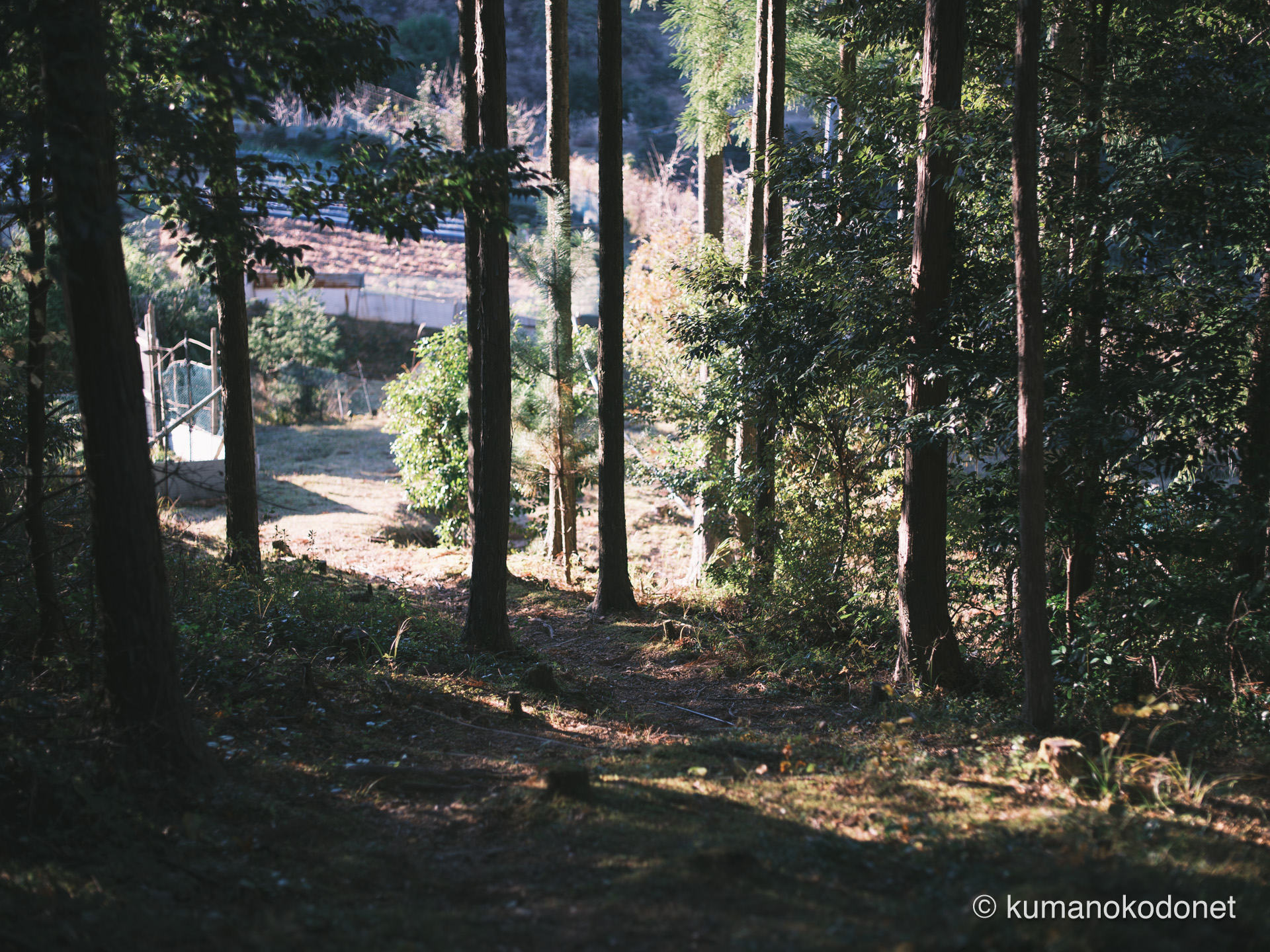 山を下りる帰り道、背後に感じた神域の気配。聖なる山から日常へと戻る境界の風景。｜ Secret Place of Kumano, Wakayama ｜ FUJIFILM GFX Classic Neg.｜ 2026