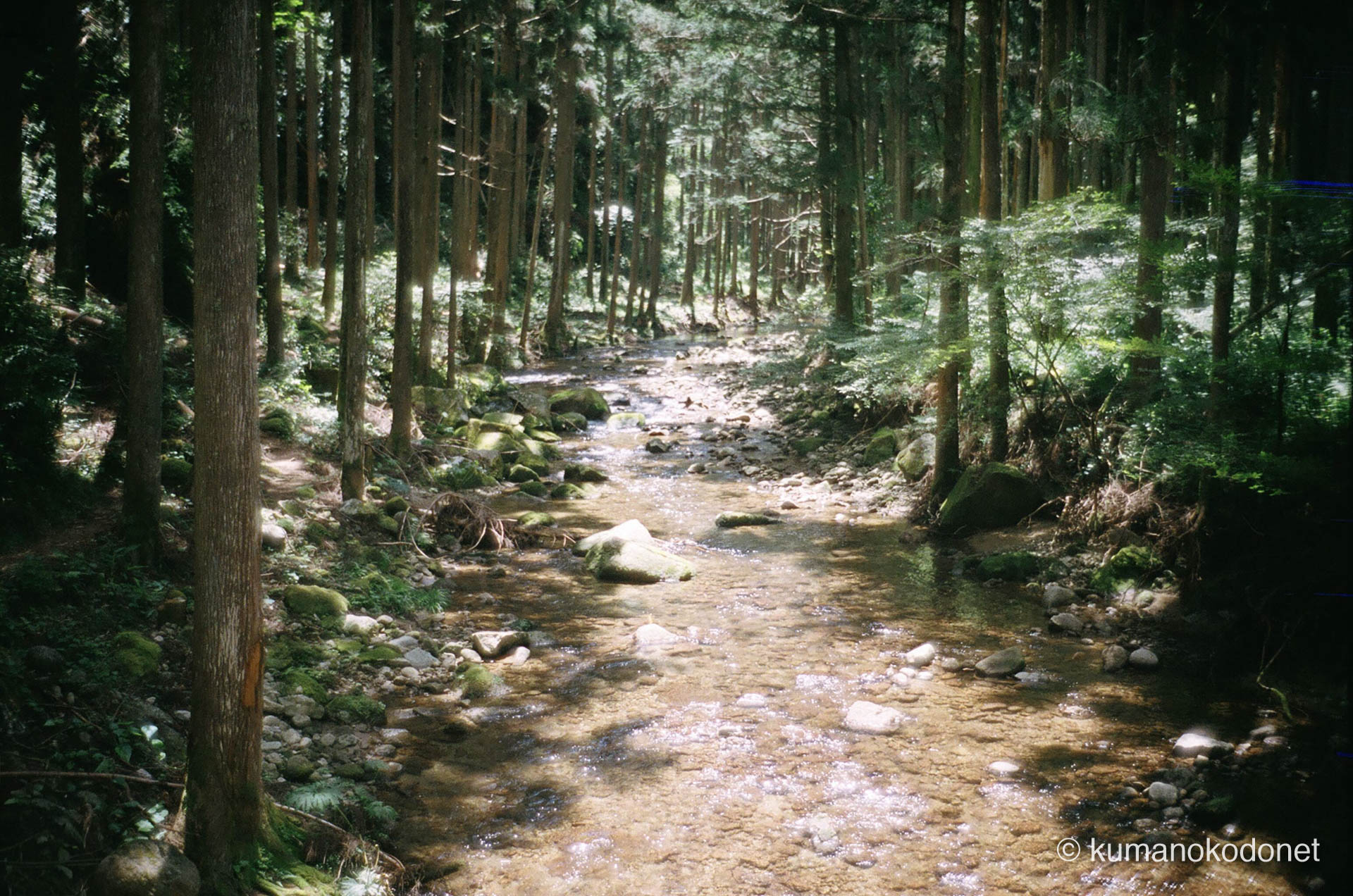 熊野古道沿いの森を流れる清流|熊野地方で撮影したフィルム写真