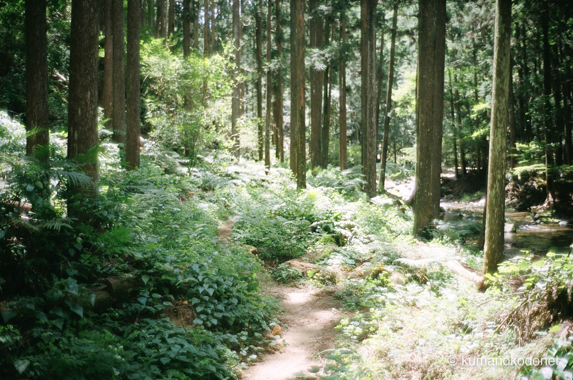 熊野古道がある新宮市の山道と森の光|ポートレート撮影ロケーションの一例