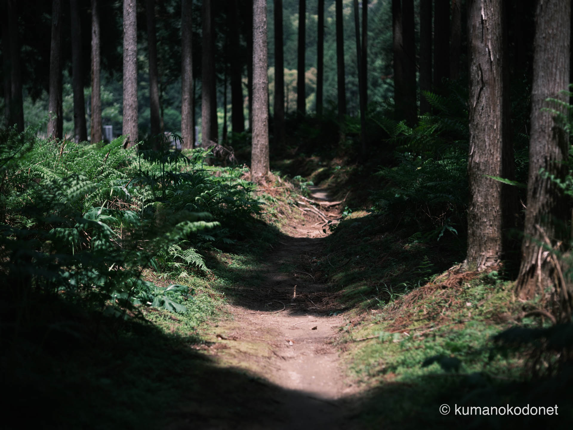 出口へ続く小径の風景