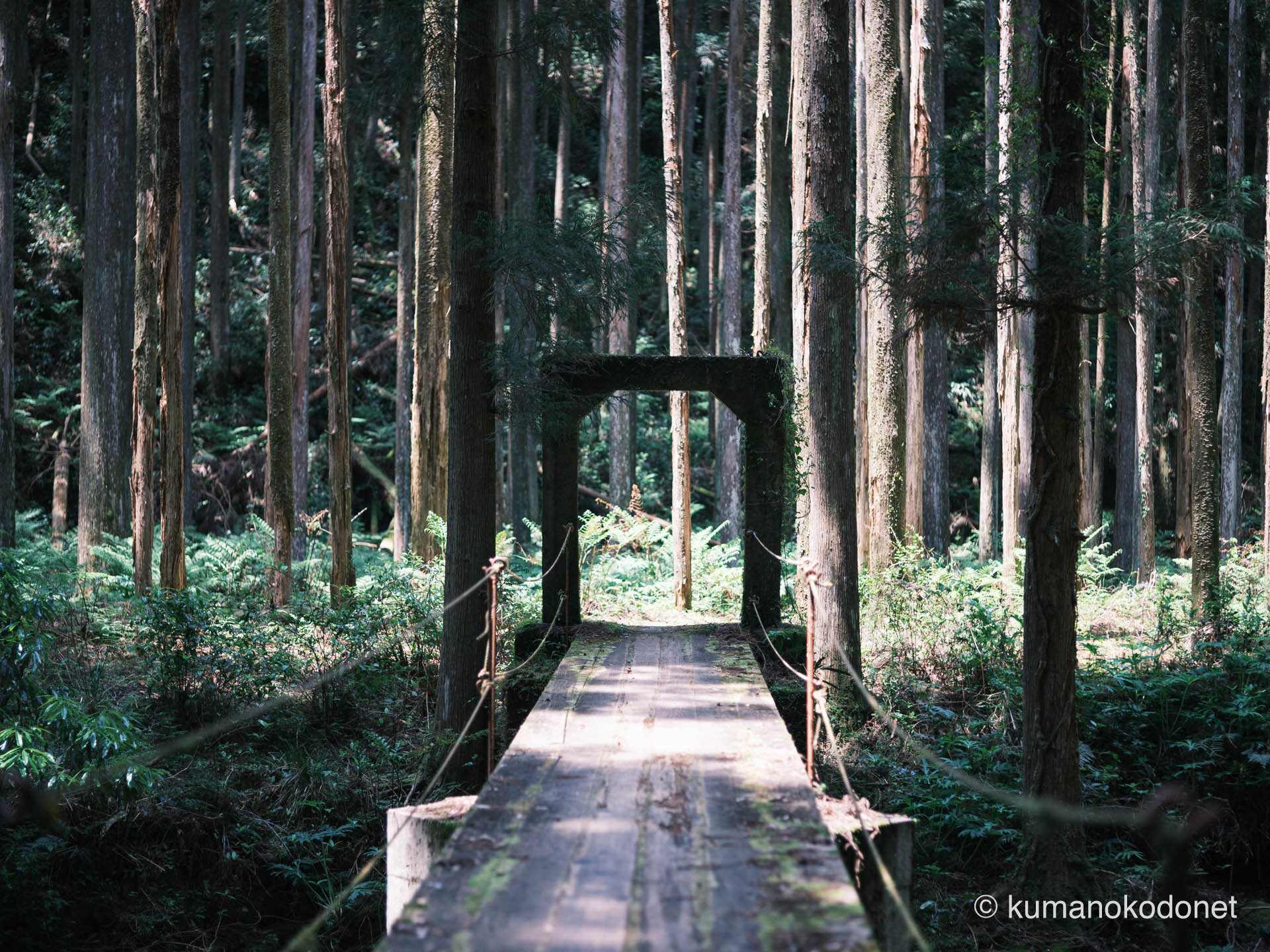 桑の木谷川に架かる橋。滝へと続く静寂な森の入り口。| Kuwanoki Valley, Shingu, Wakayama | FUJIFILM GFX Classic Neg. | 2025