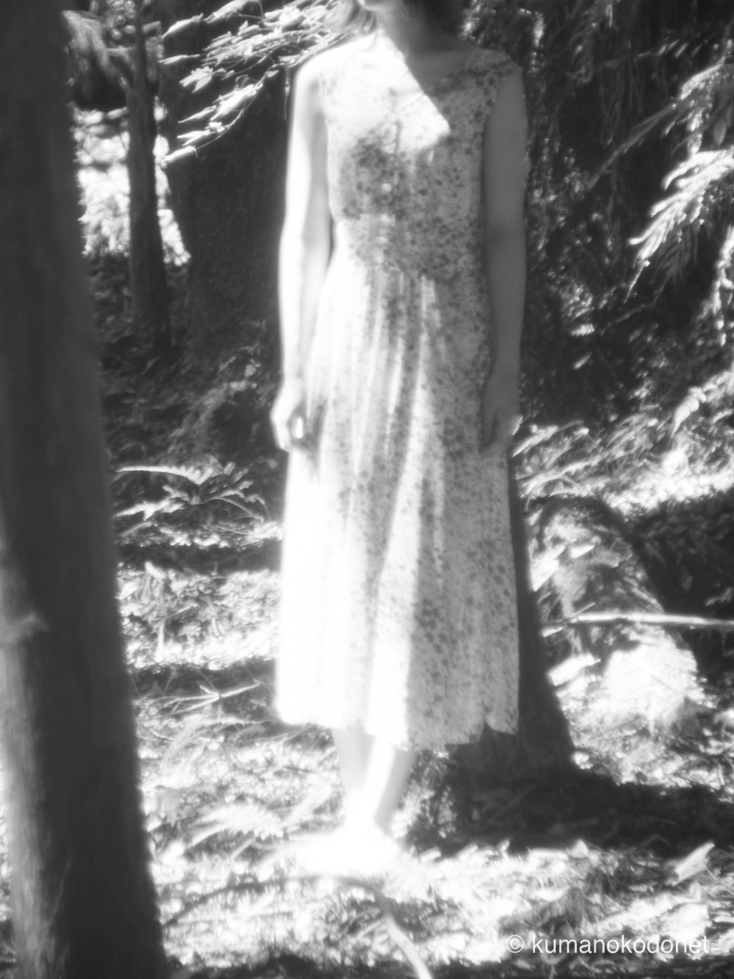 光と森のポートレート|新宮市