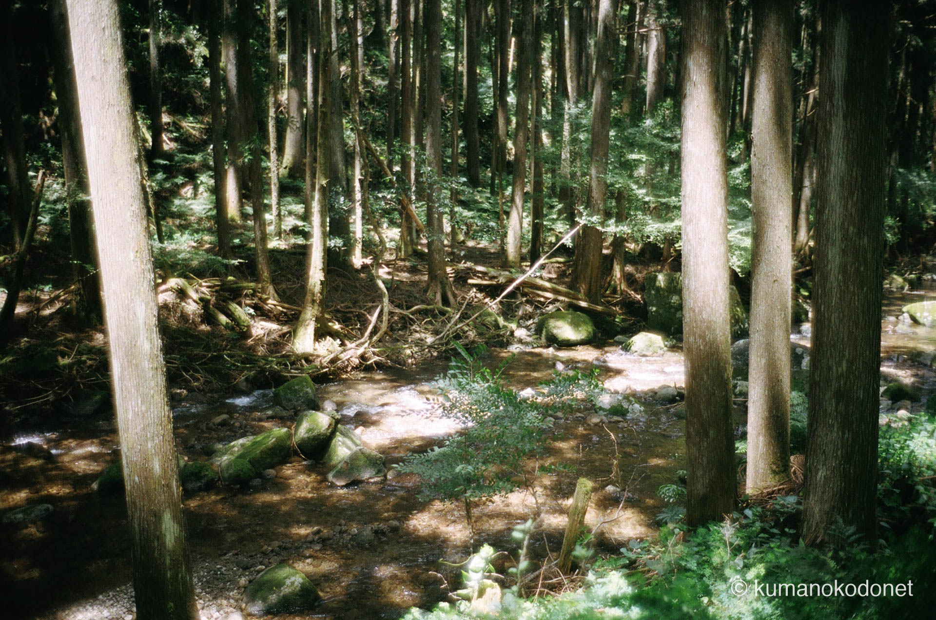 新宮市、桑の木谷川のせせらぎ。和歌山の水の清らかさと美しさを表現。| Kuwanokidani-gawa River, Shingu, Wakayama | Kodak Portra 400 | 2021