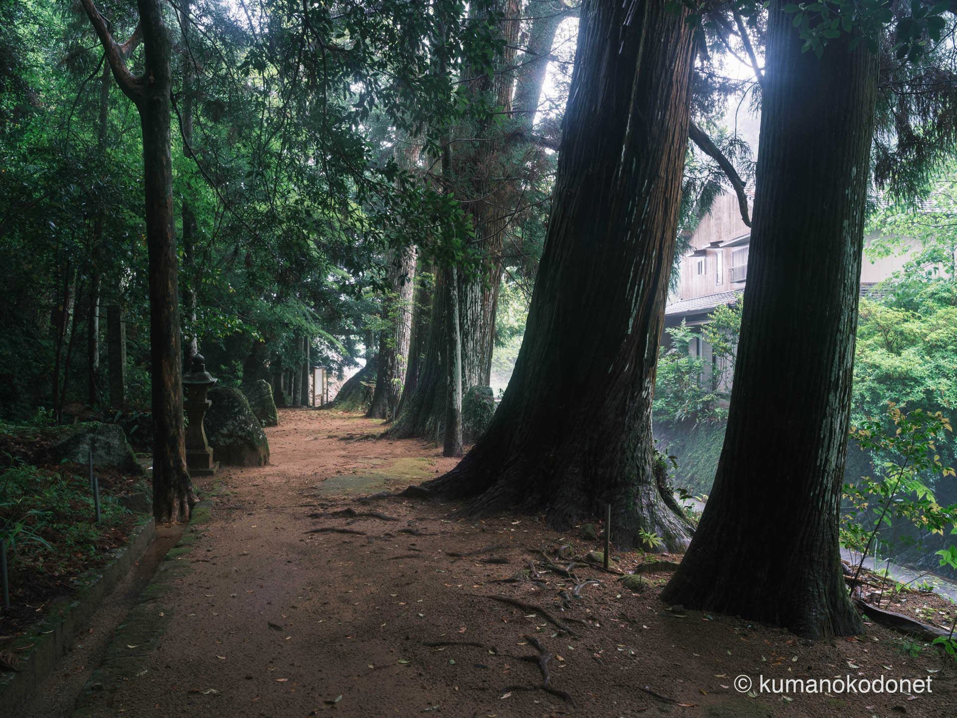 樹叢に包まれた参道の風景