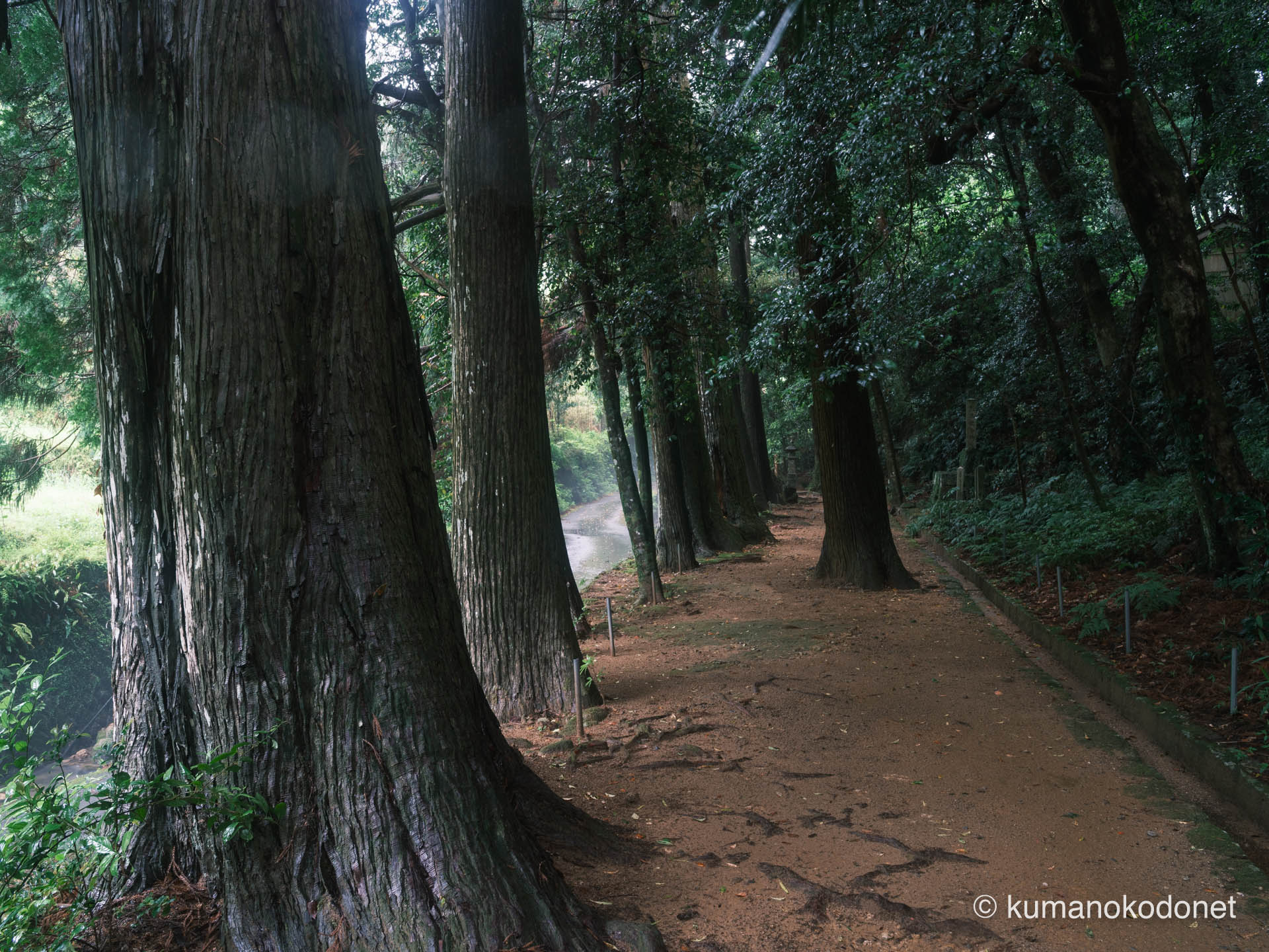 神内神社の静謐な参道。紀宝町と新宮市の境界に眠る聖域を情緒的に表現。｜ Kounouchi Jinja, Kiho, Mie ｜ FUJIFILM GFX Classic Neg. ｜ 2025