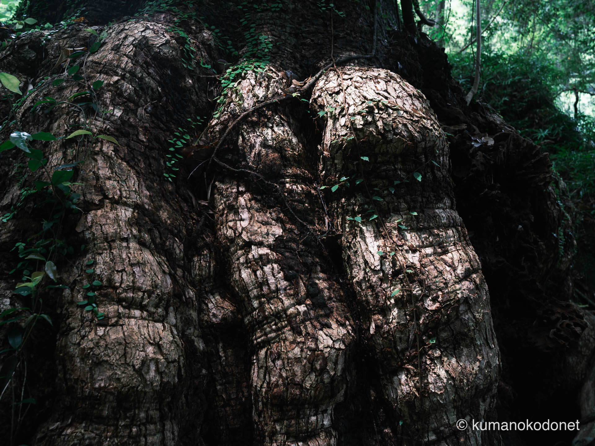 クスノキの樹皮。長い年月を刻んだ複雑な質感を克明に描写。｜ Kounouchi Jinja, Kiho, Mie ｜ FUJIFILM GFX Classic Neg. ｜ 2025