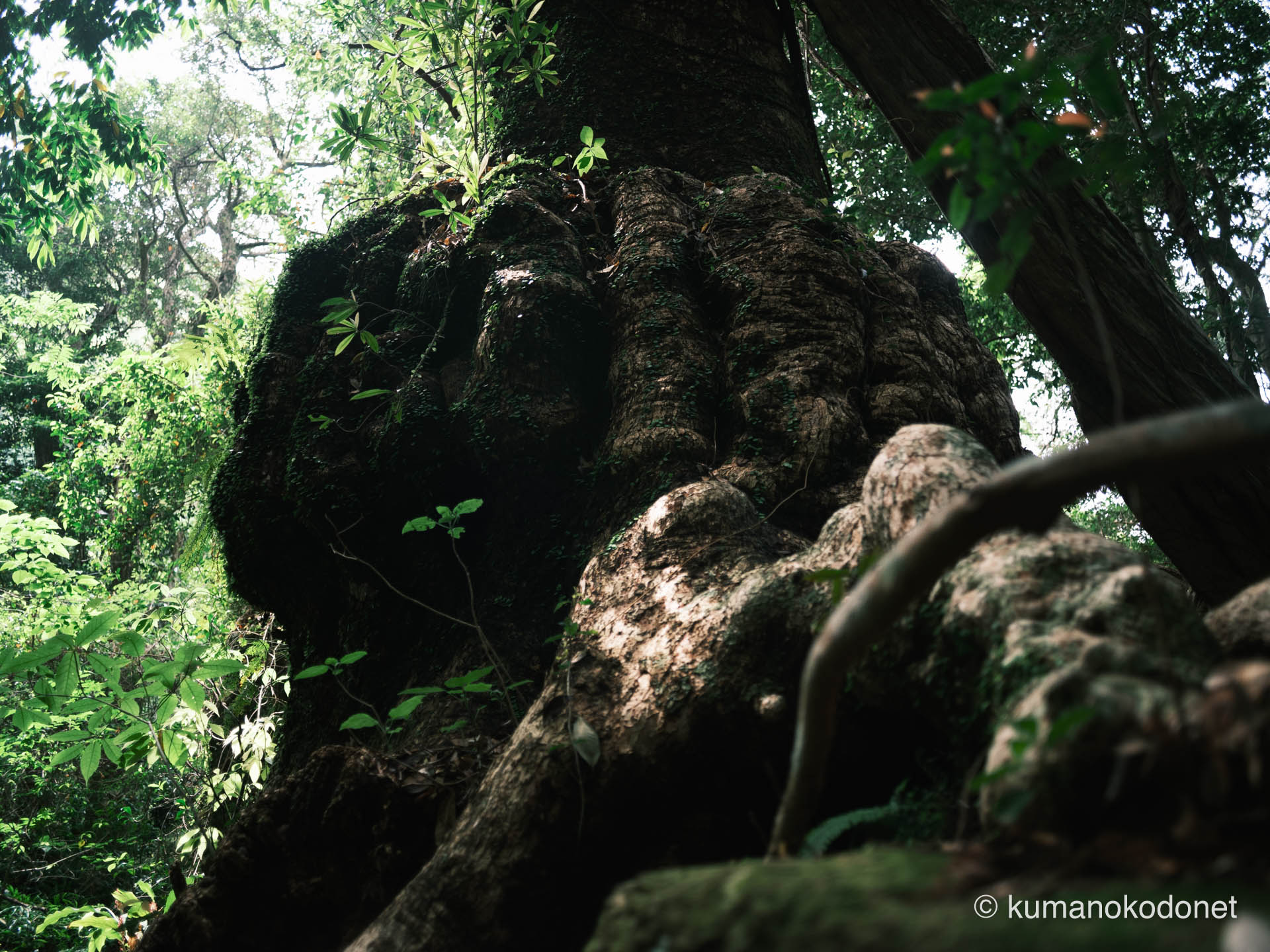 地表に露出した蘇りの木（クスの大樹）の根と苔