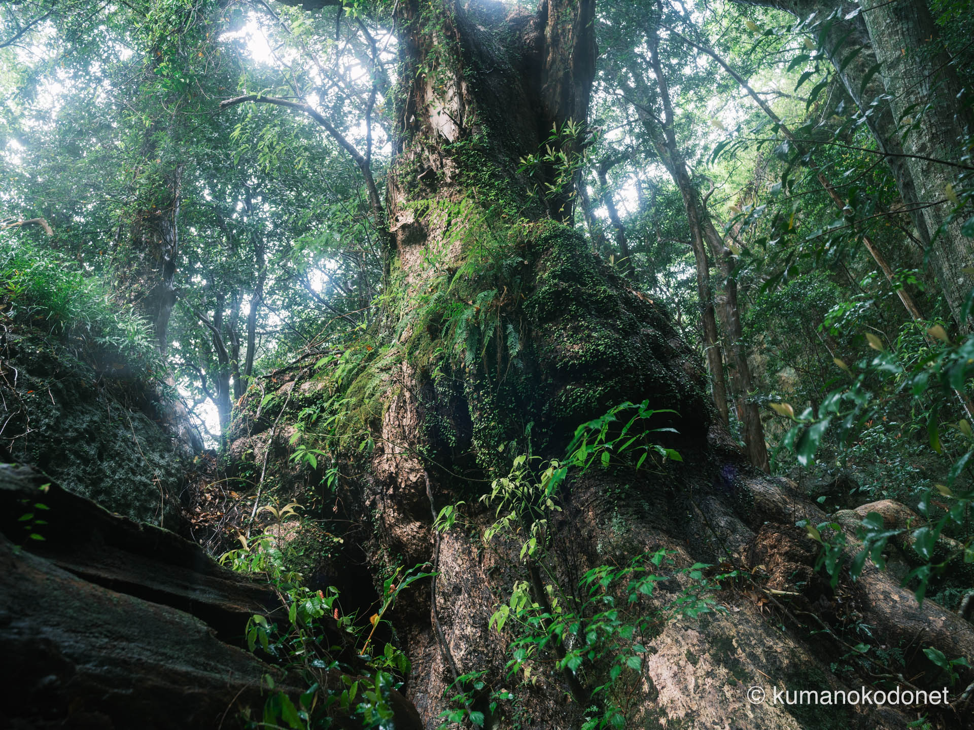 拝殿左にそびえ立つ「蘇りの木」（クスの巨木）
