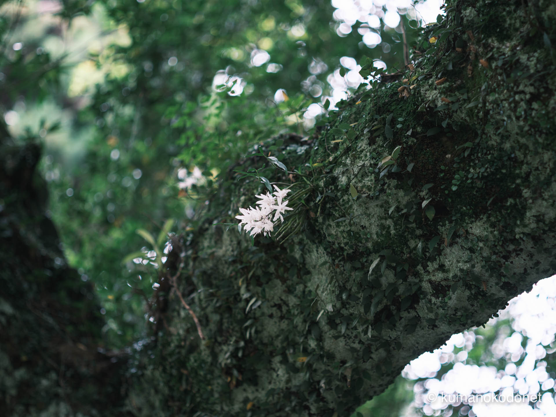 神内神社 | 苔むしたホルトノキの木肌とセッコクの着生状態 | 三重県紀宝町 | 2026 | KVA | kumanokodonet