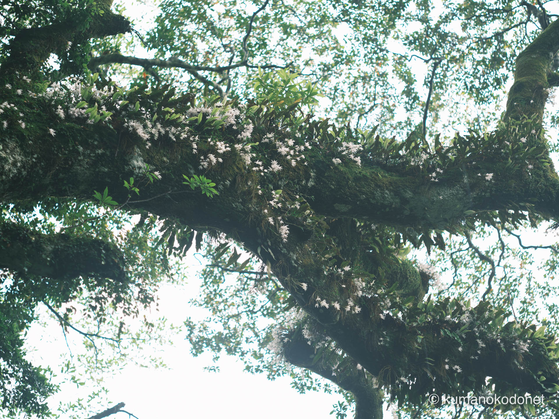 ホルトノキの樹上に群生するセッコクの花