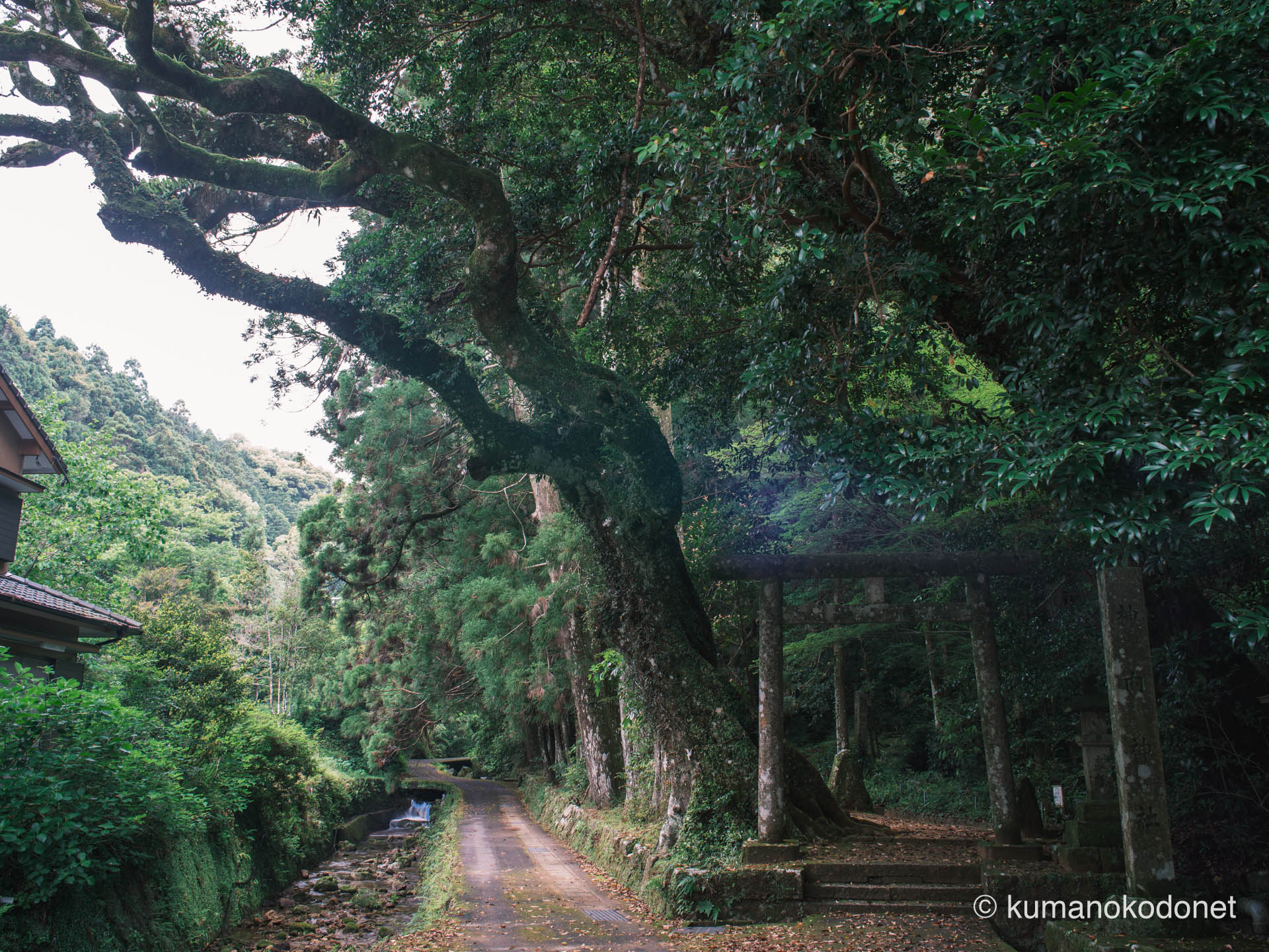 神内神社の鳥居。新宮からも近い三重県紀宝町の聖域に漂う静謐な空気。｜ Kounouchi Jinja, Kiho, Mie ｜ FUJIFILM GFX Classic Neg. ｜ 2025