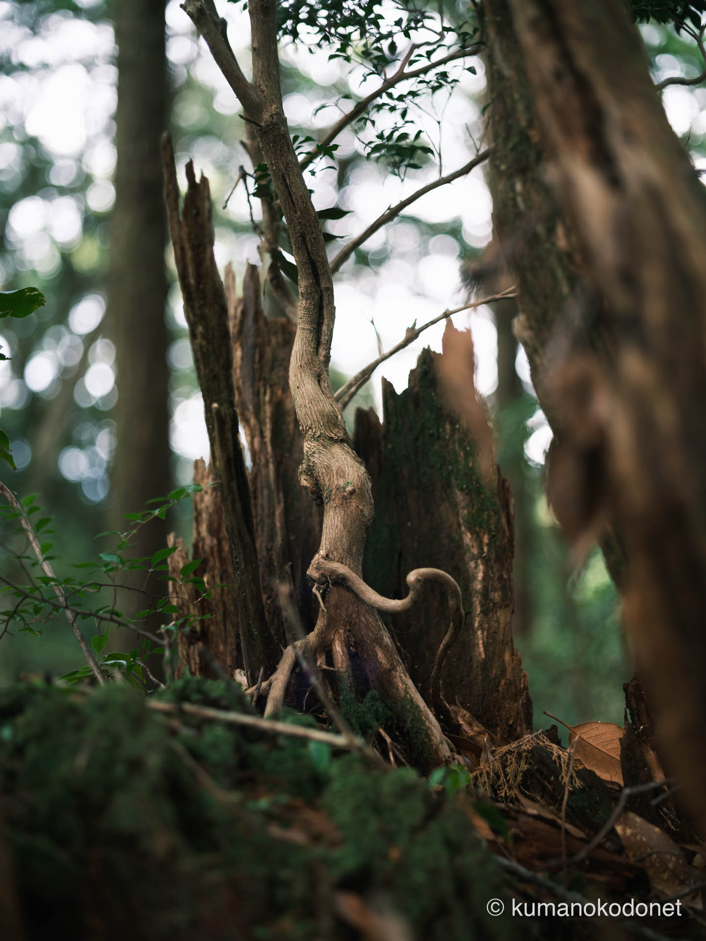 挨拶するように伸びる新しい木。緑豊かな森に満ちる新しい息吹。| Secret Place of Kumano, Wakayama | FUJIFILM GFX Classic Neg. | 2026