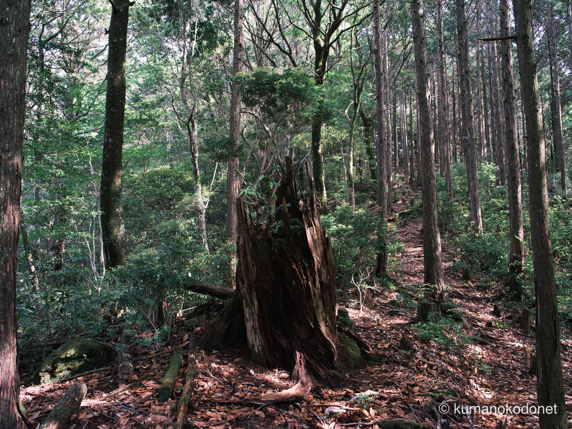光が射す折れた大木。朽ちゆく巨木の表情を捉えた深い陰影。| Secret Place of Kumano, Wakayama | FUJIFILM GFX Classic Neg. | 2026