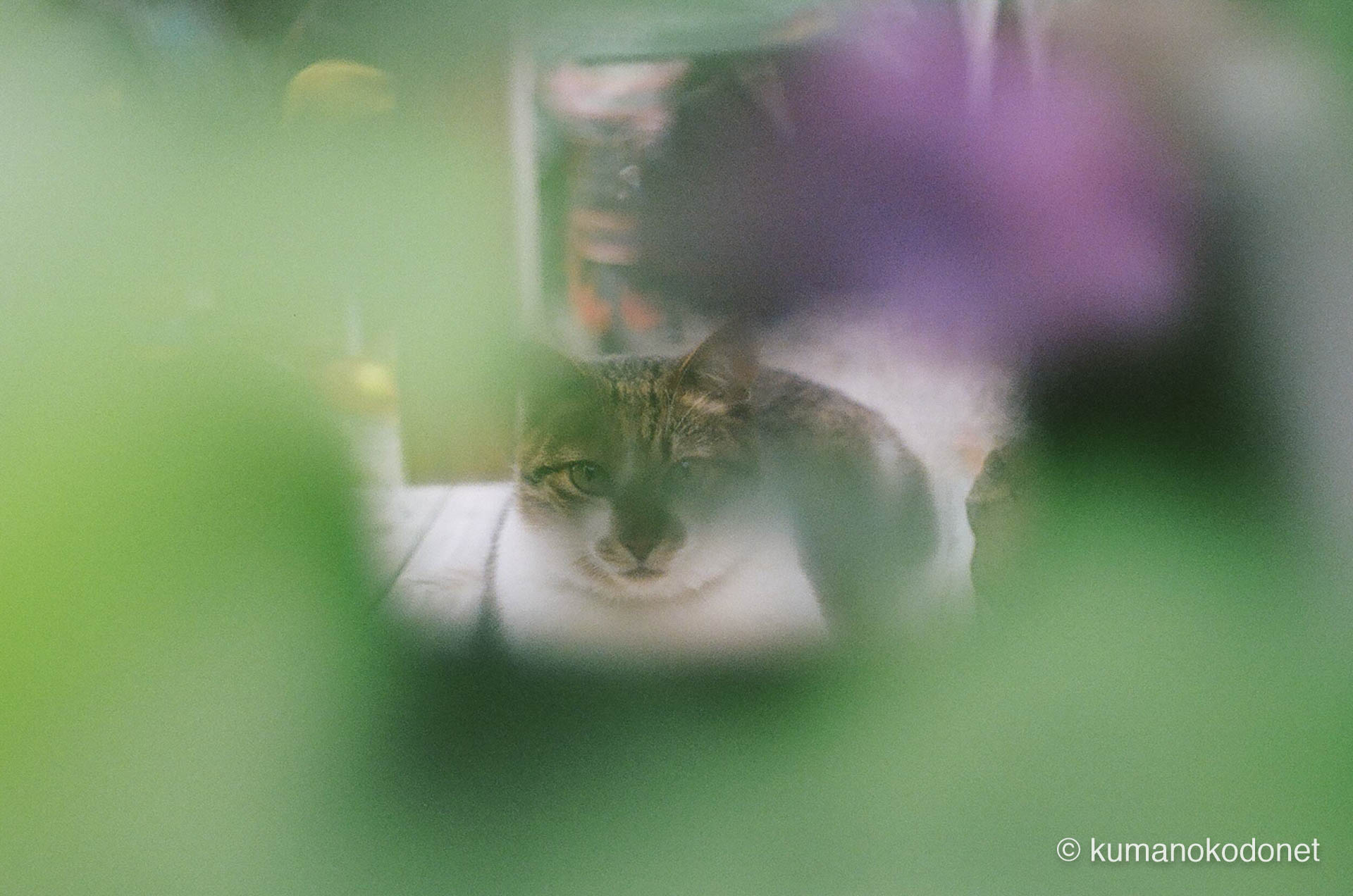 葉越しにこちらを見つめる猫