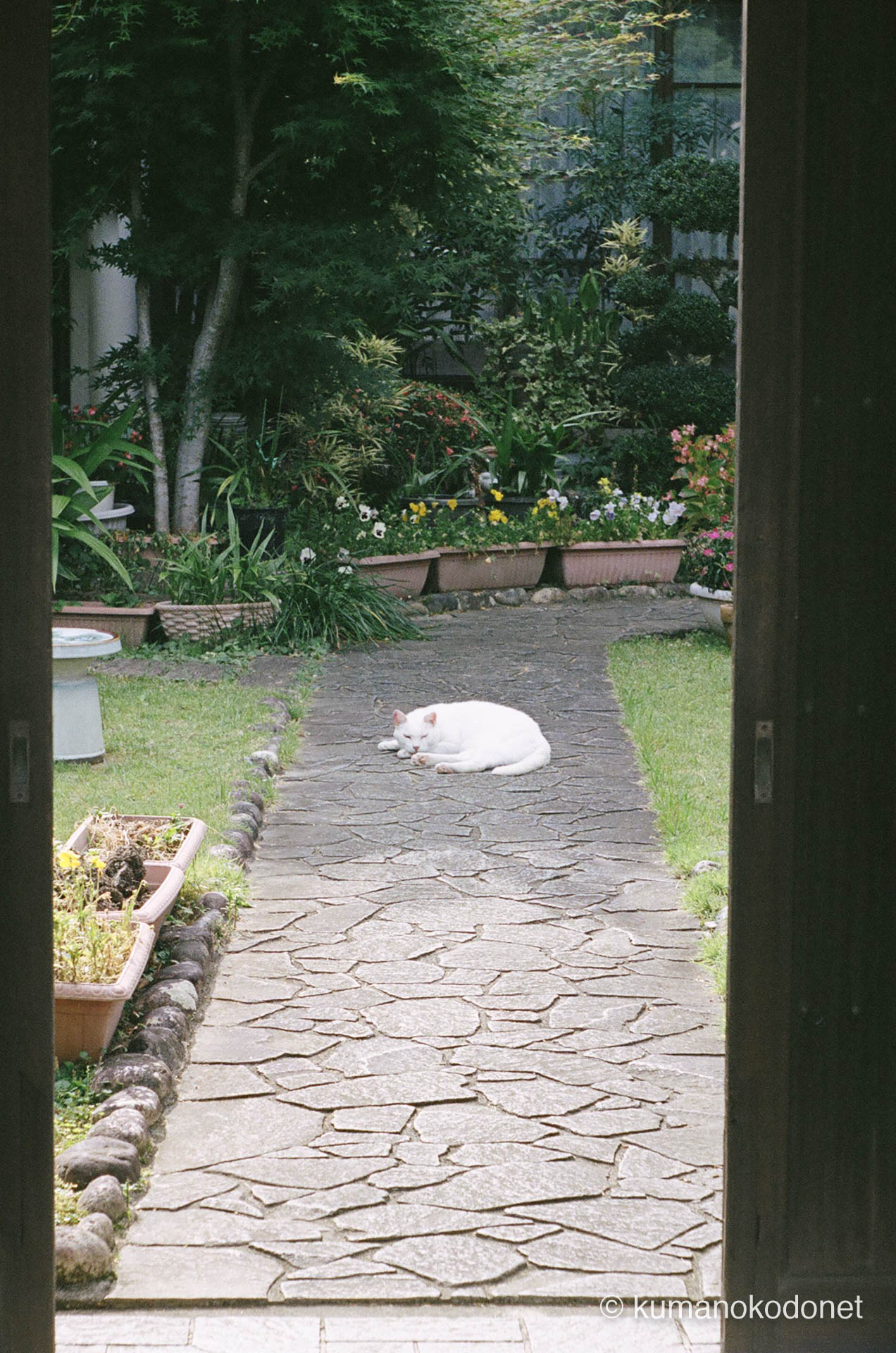 庭の石畳の上で眠る白い猫