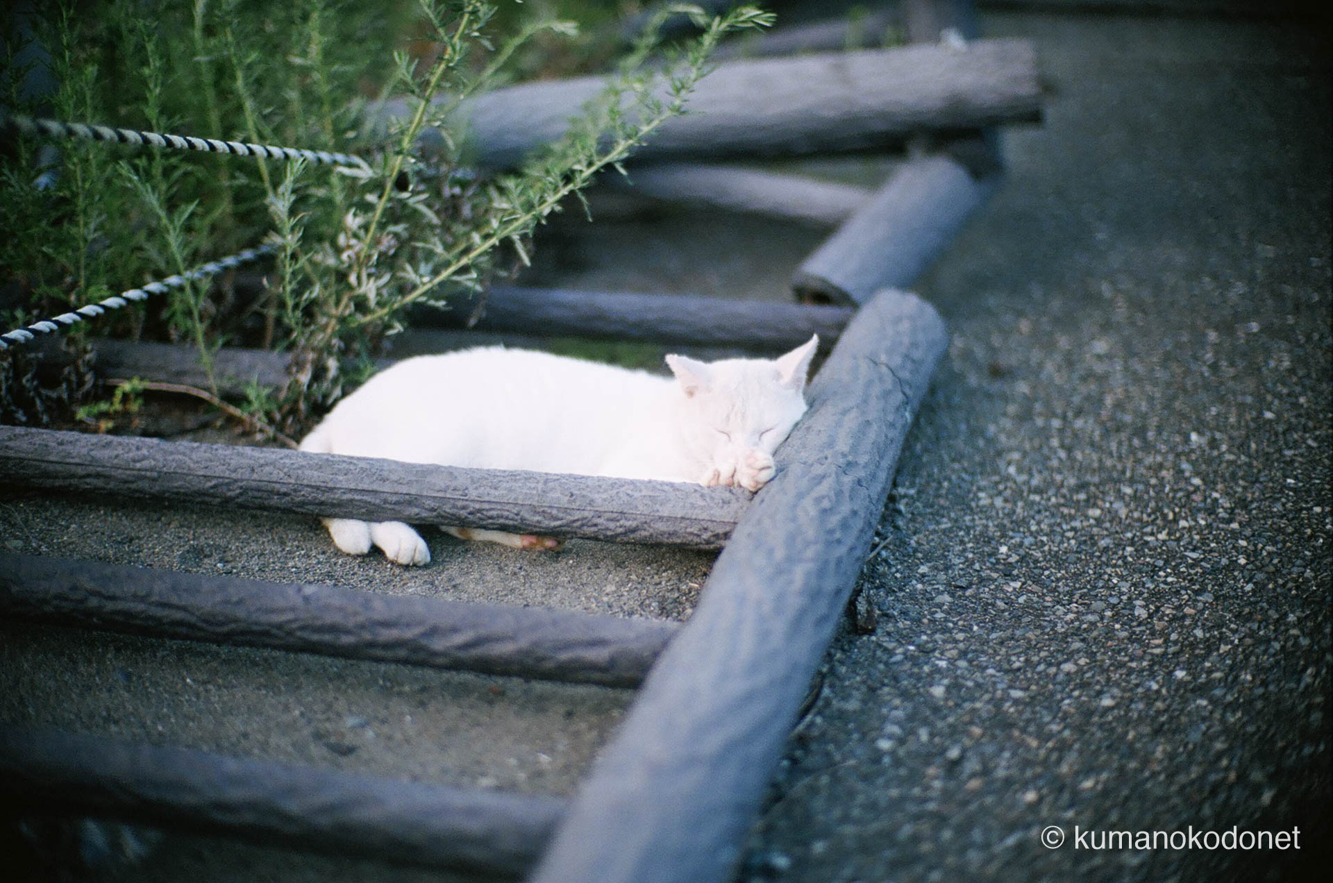 海岸線の遊歩道で寛ぐ猫。熊野の海風と柔らかな光が混ざり合う穏やかな午後の記録。和歌山県新宮市の海岸線にて。
