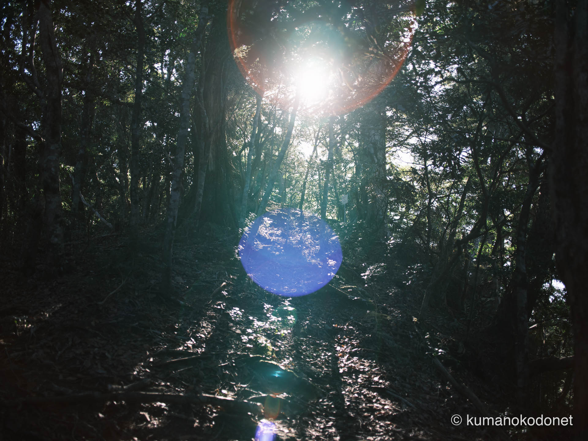 秘密の森に満ちた逆光。光のフレアが描く幻想的な熊野の表情。| Secret Place of Kumano, Wakayama | FUJIFILM GFX Classic Neg. | 2026