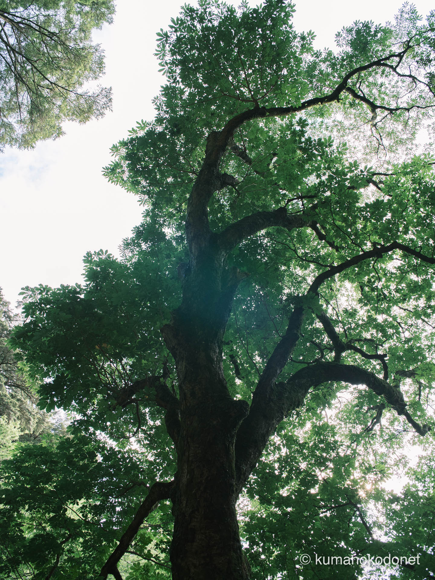界遺産・熊野古道周辺の森に佇む巨樹。熊野の女王と名付けた一本の樹の肖像