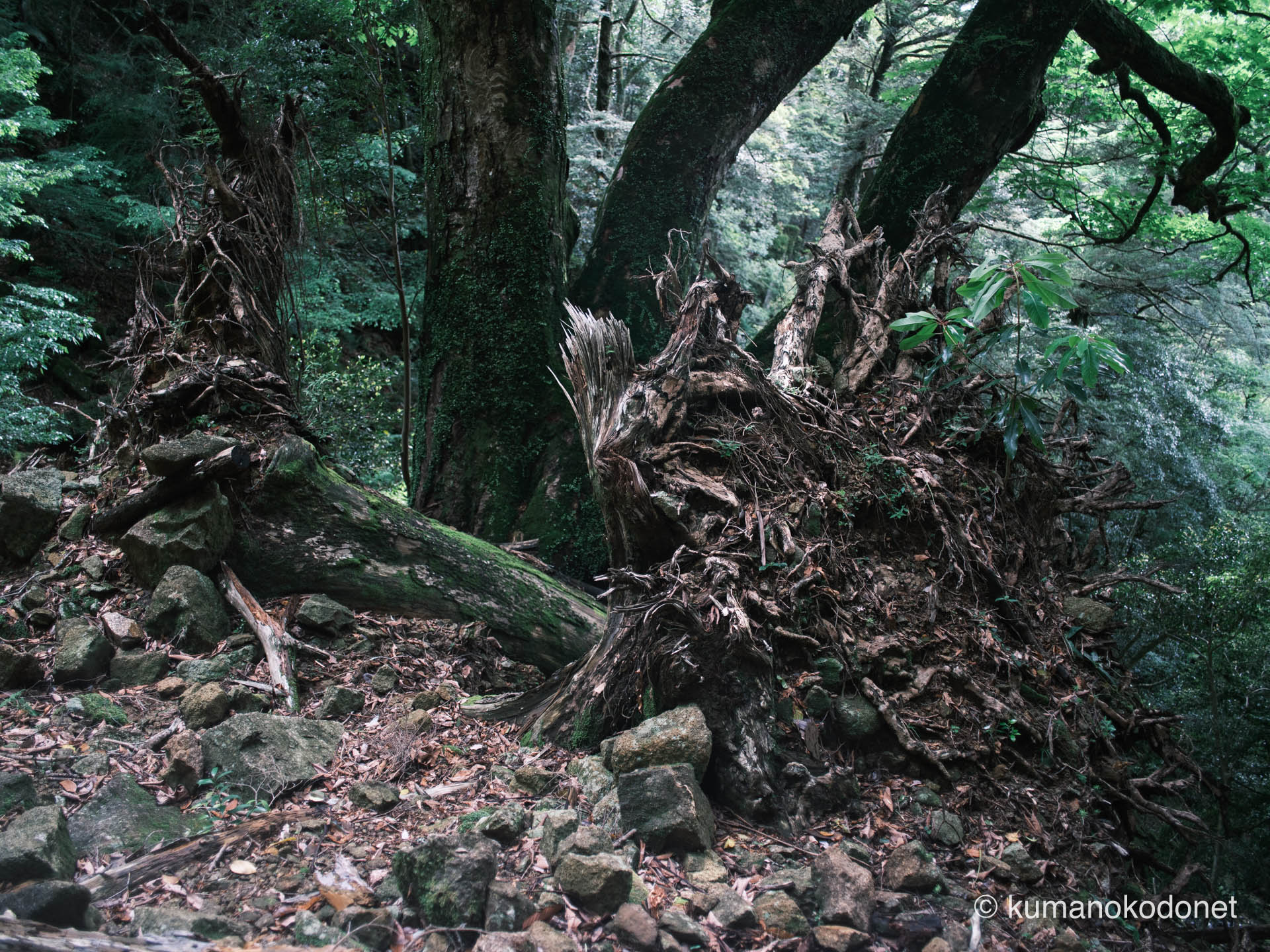 女王の傍らで眠る巨木。聖域に漂う厳かな空気感の記録。| Secret Place of Kumano, Wakayama | FUJIFILM GFX Classic Neg. | 2026