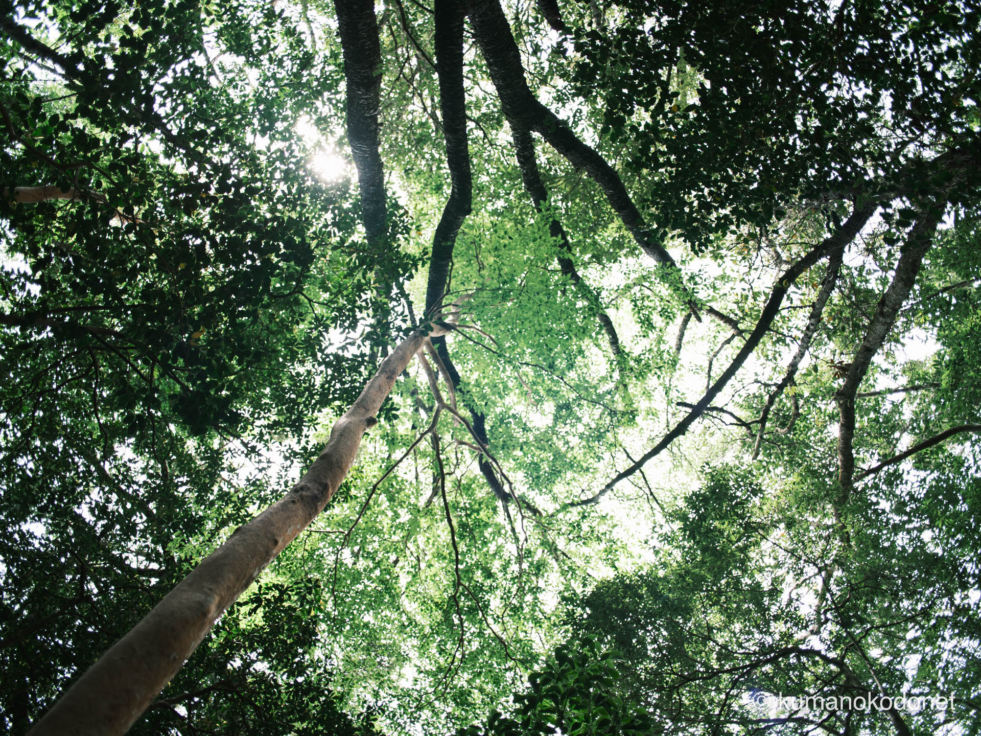 巨木の枝葉と木漏れの見上げ