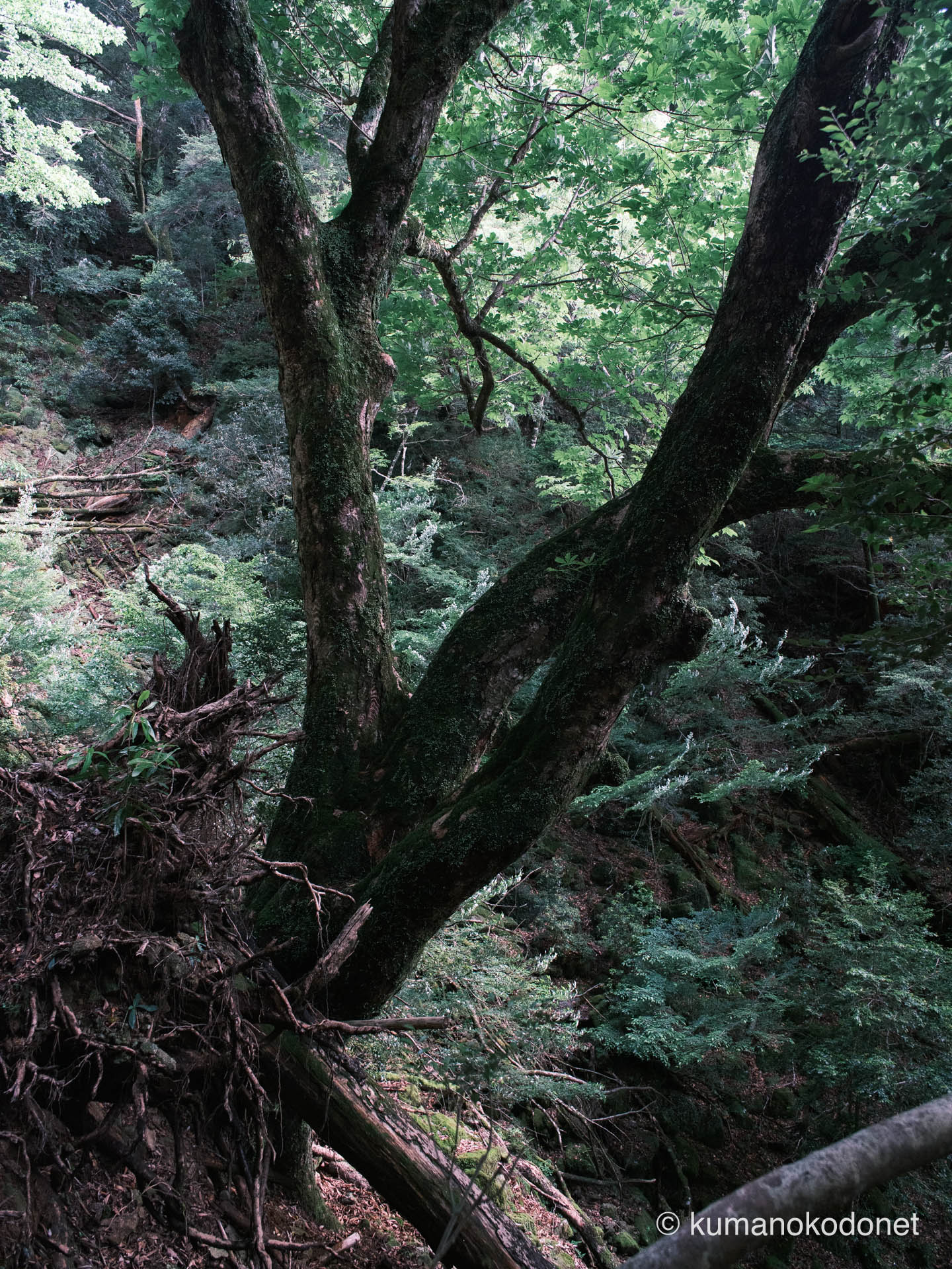 秘密の熊野を象徴する巨木、熊野の女王。静謐な森に君臨するその姿。| Secret Place of Kumano, Wakayama | FUJIFILM GFX Classic Neg. | 2026