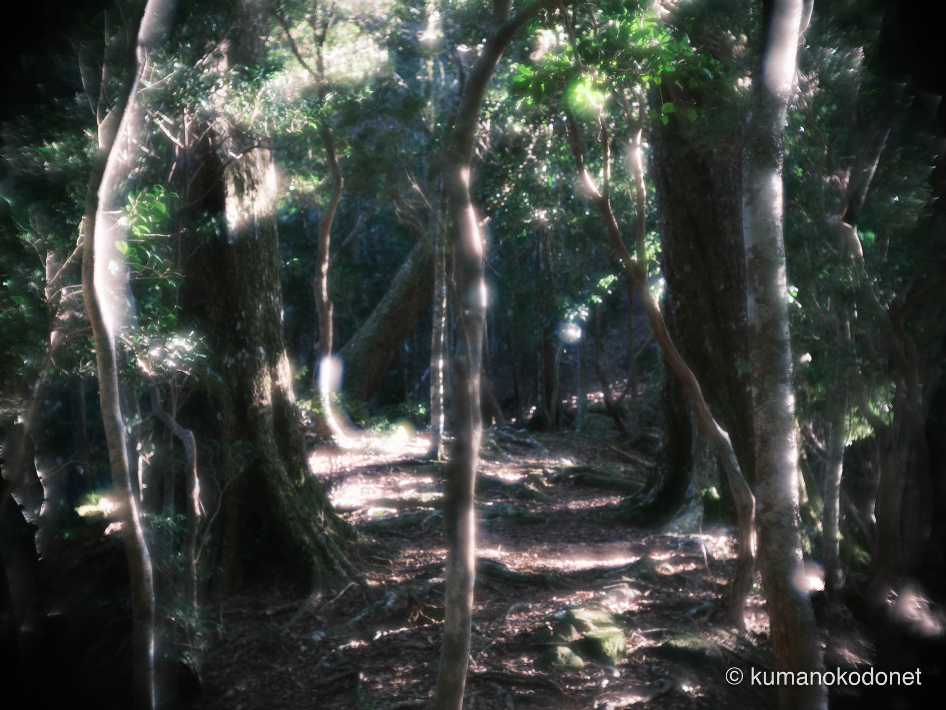 木々の間から差し込む光の筋
