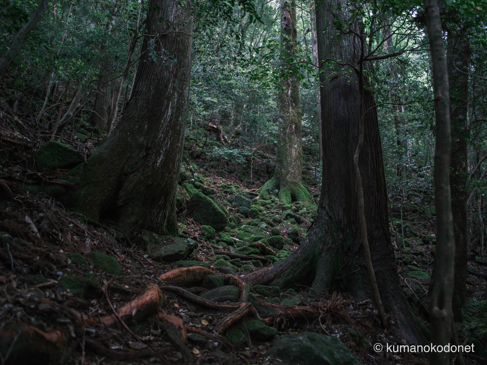 二本の巨木が並び立つ原生林の入り口