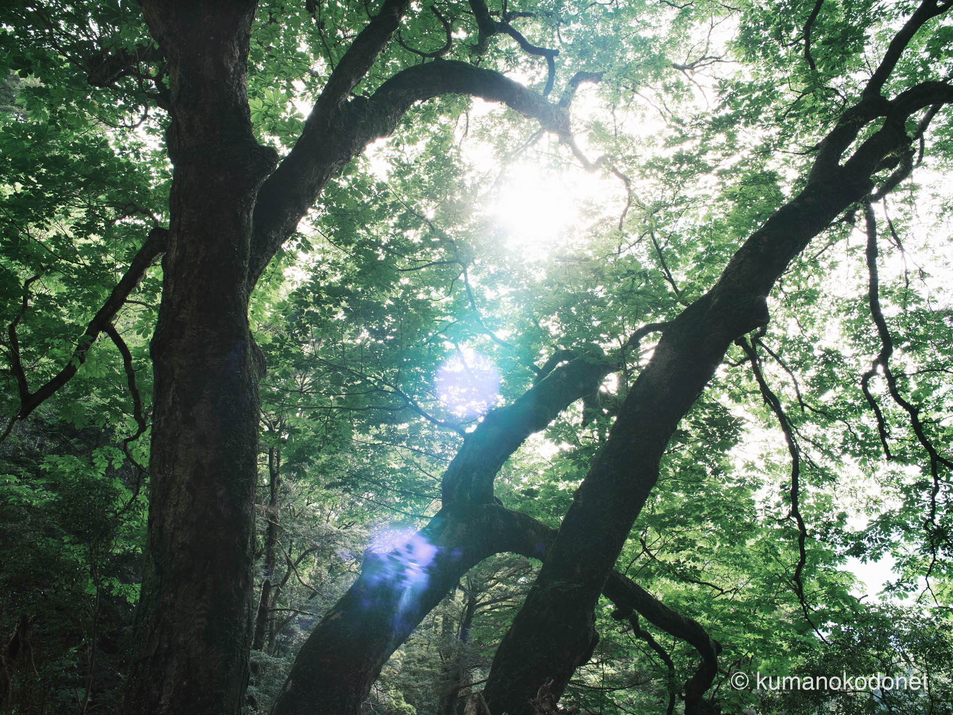 熊野の女王(Queen of Kumano)。幻の巨木を記録した荘厳な肖像。| Secret Place of Kumano, Wakayama | FUJIFILM GFX Classic Neg. | 2025