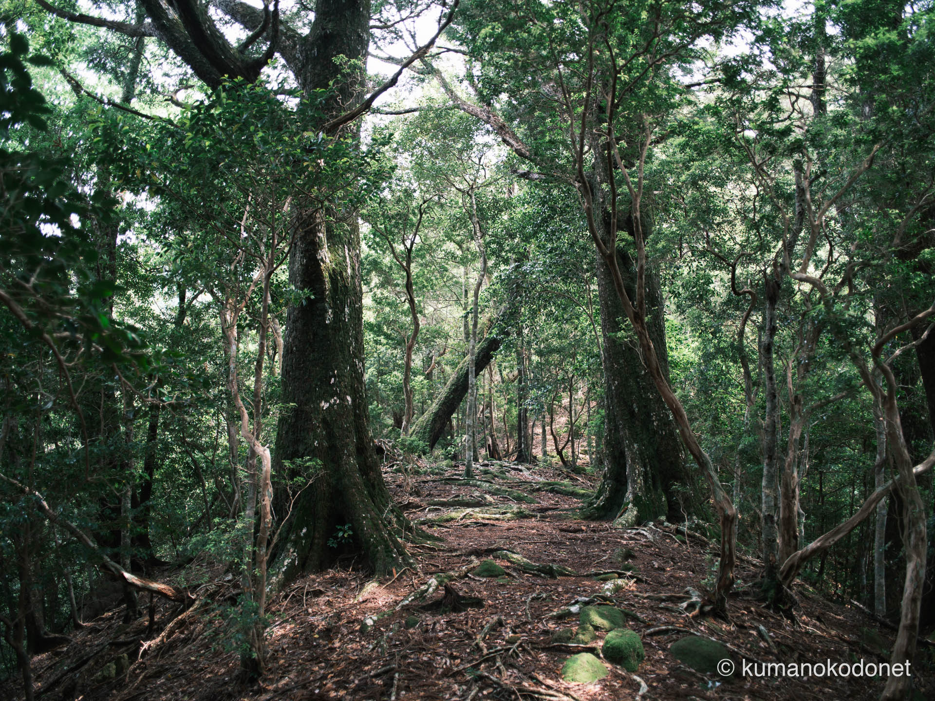 巨木が立つ山頂の平坦な地表