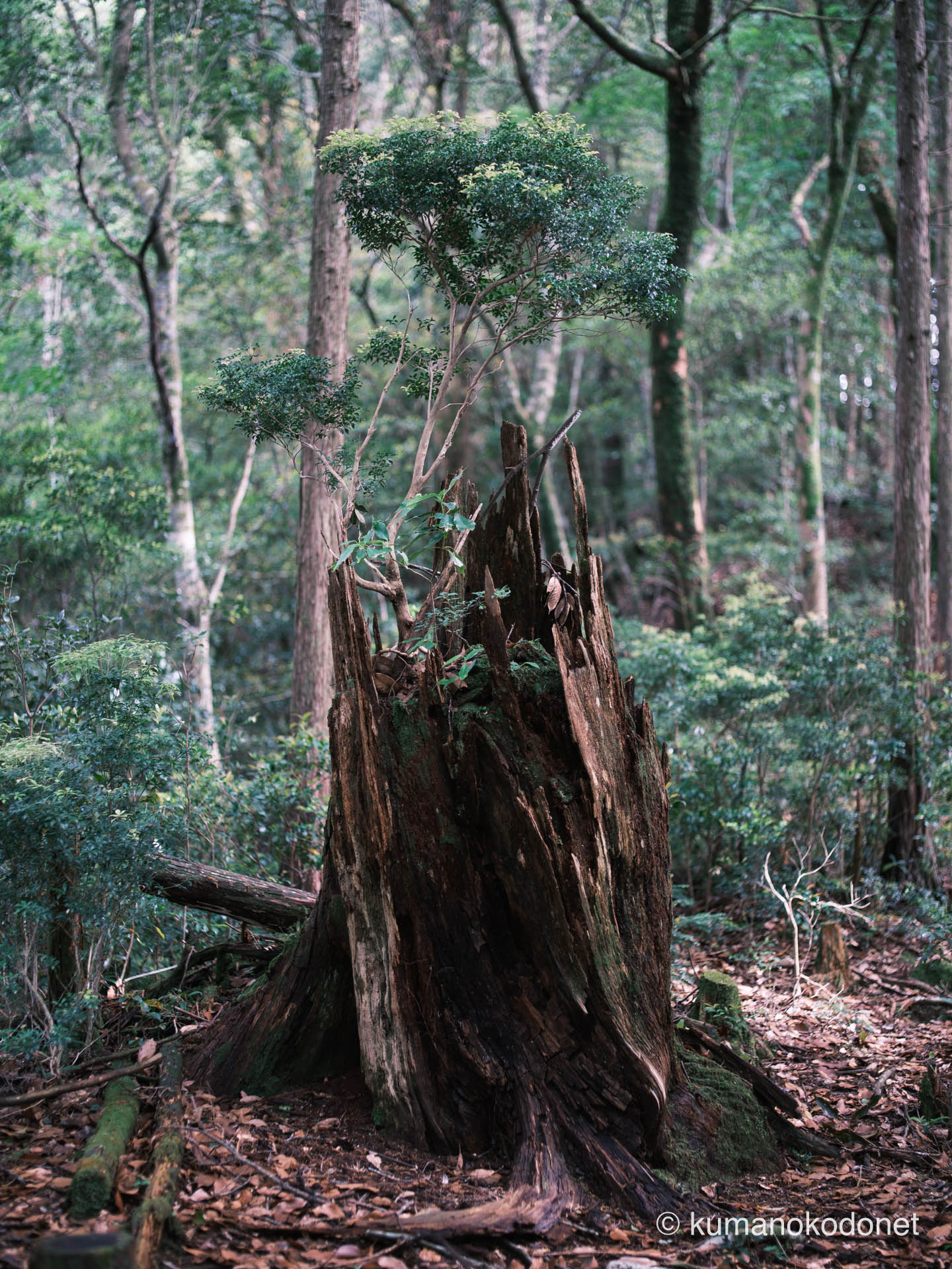 折れた大木から立ち上がる新しい生命。森の再生を象徴する力強い描写。| Secret Place of Kumano, Wakayama | FUJIFILM GFX Classic Neg. | 2025