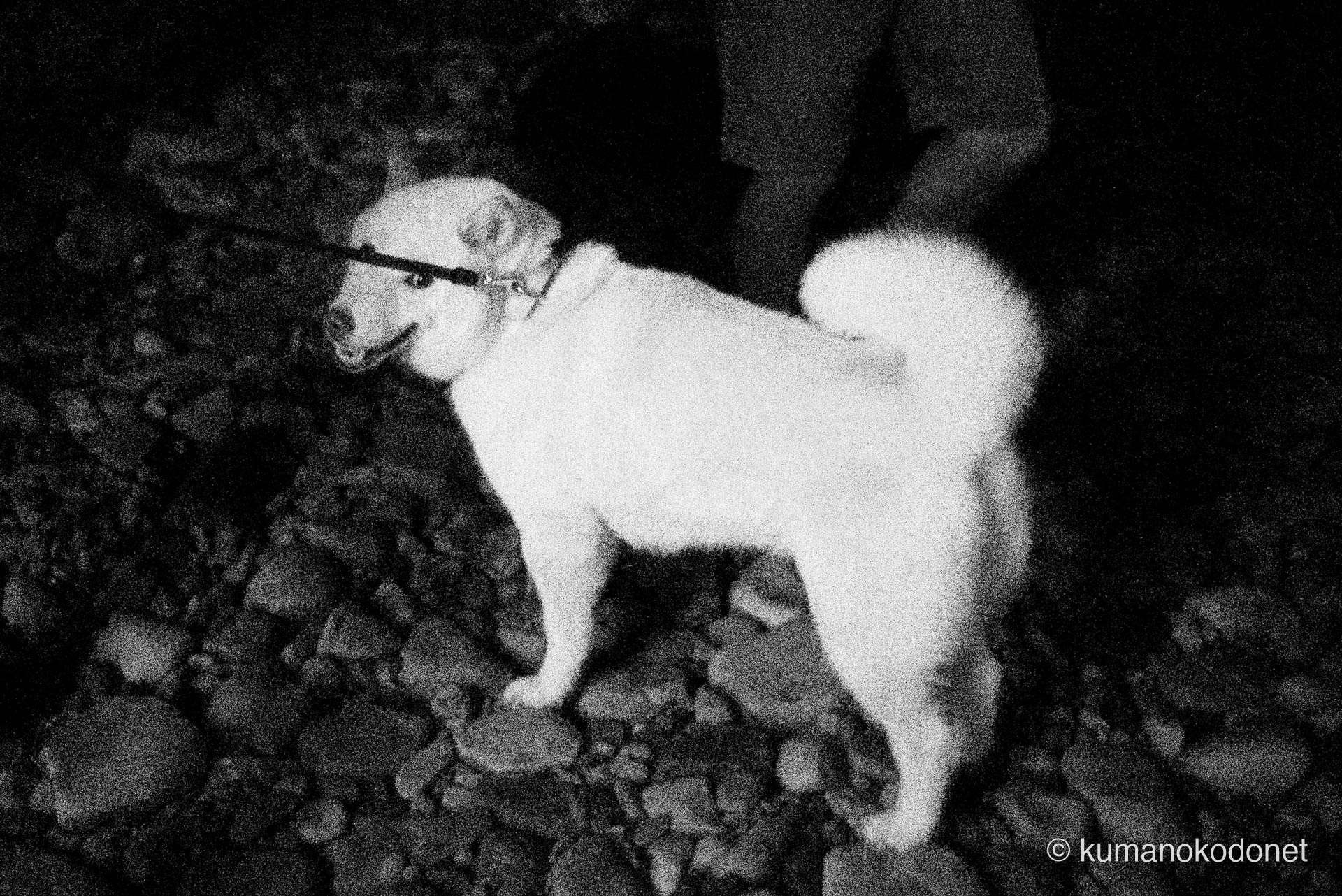 河内祭りの夜籠り神事。会場の隅で静かに時を過ごしていた白い犬の姿。| Kozagawa, Wakayama | SONY α7 | 2025