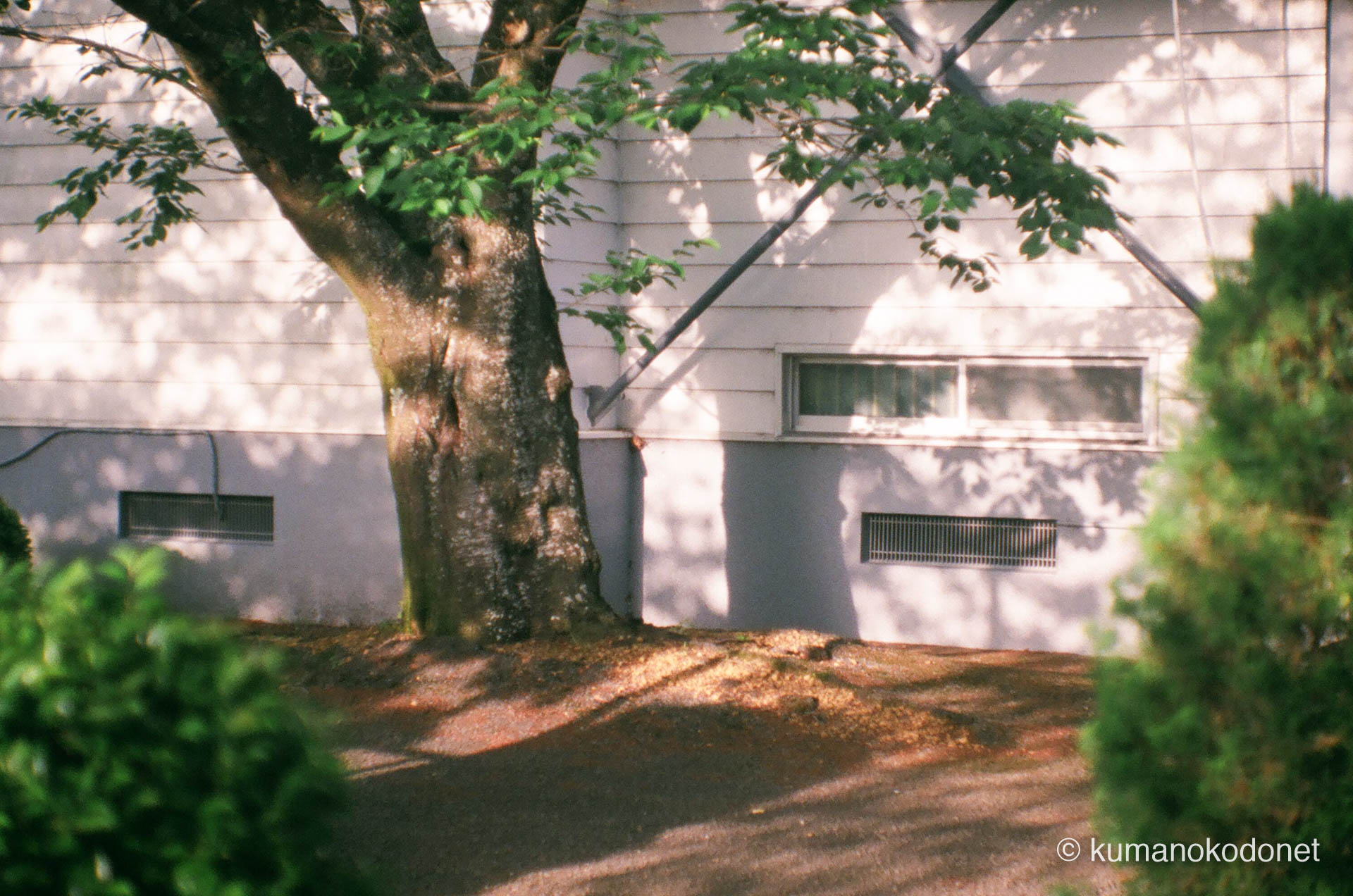 鵜殿体育館の白い壁に映り込んだ、静かな午後の木漏れ日。日常の中に潜む光の記録。| Kiho, Mie | Kodak Portra 400 | 2021