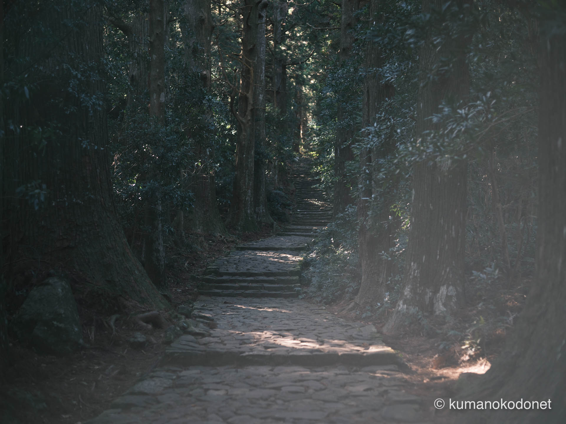 杉林の隙間から射す木漏れ日。湿潤な空気感が色彩を深める。那智勝浦町にて。 | Daimonzaka, Nachikatsuura, Wakayama | GFX Classic Neg. | 2025