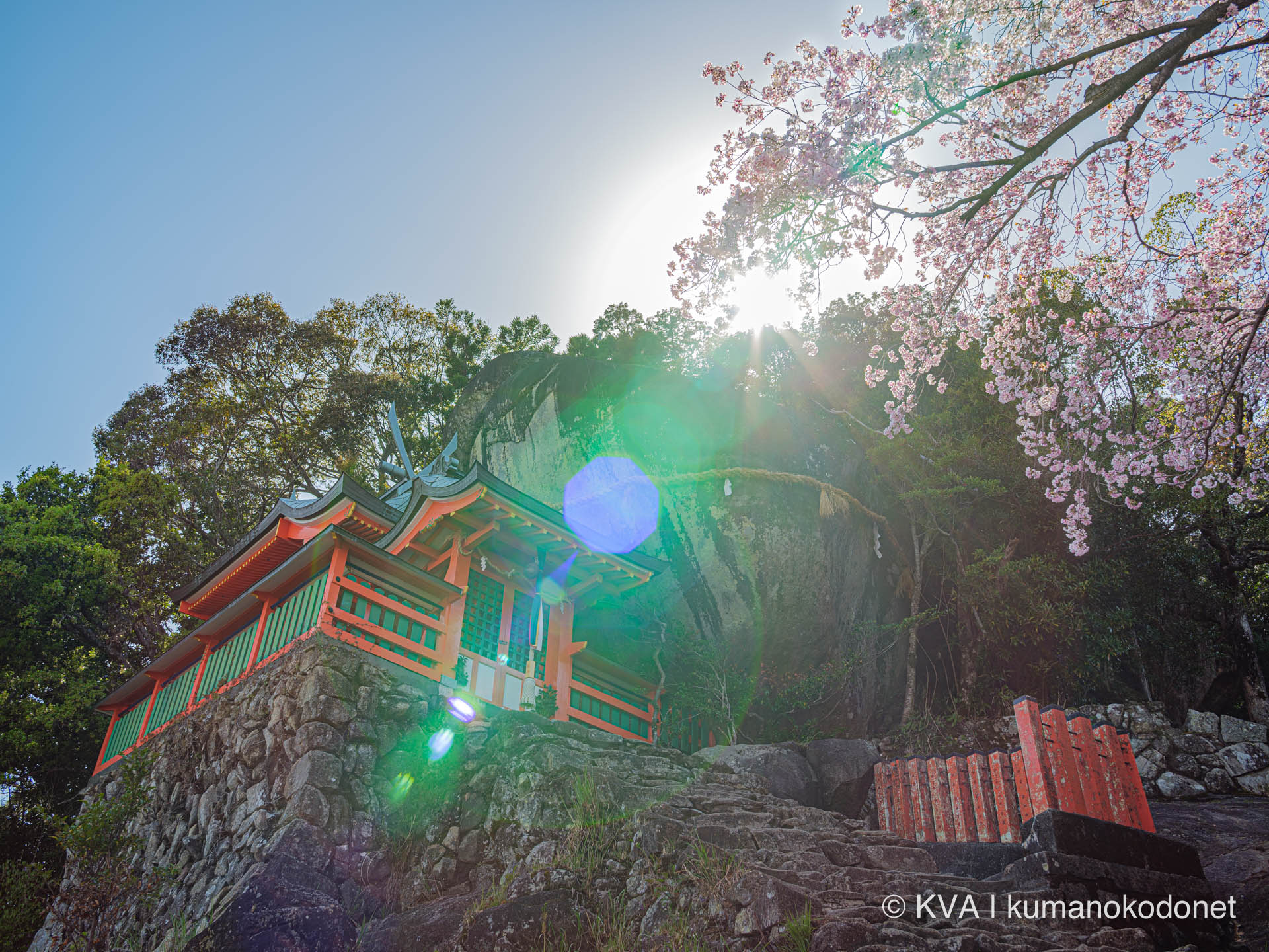 満開の桜と神倉神社の社殿とゴトビキ岩