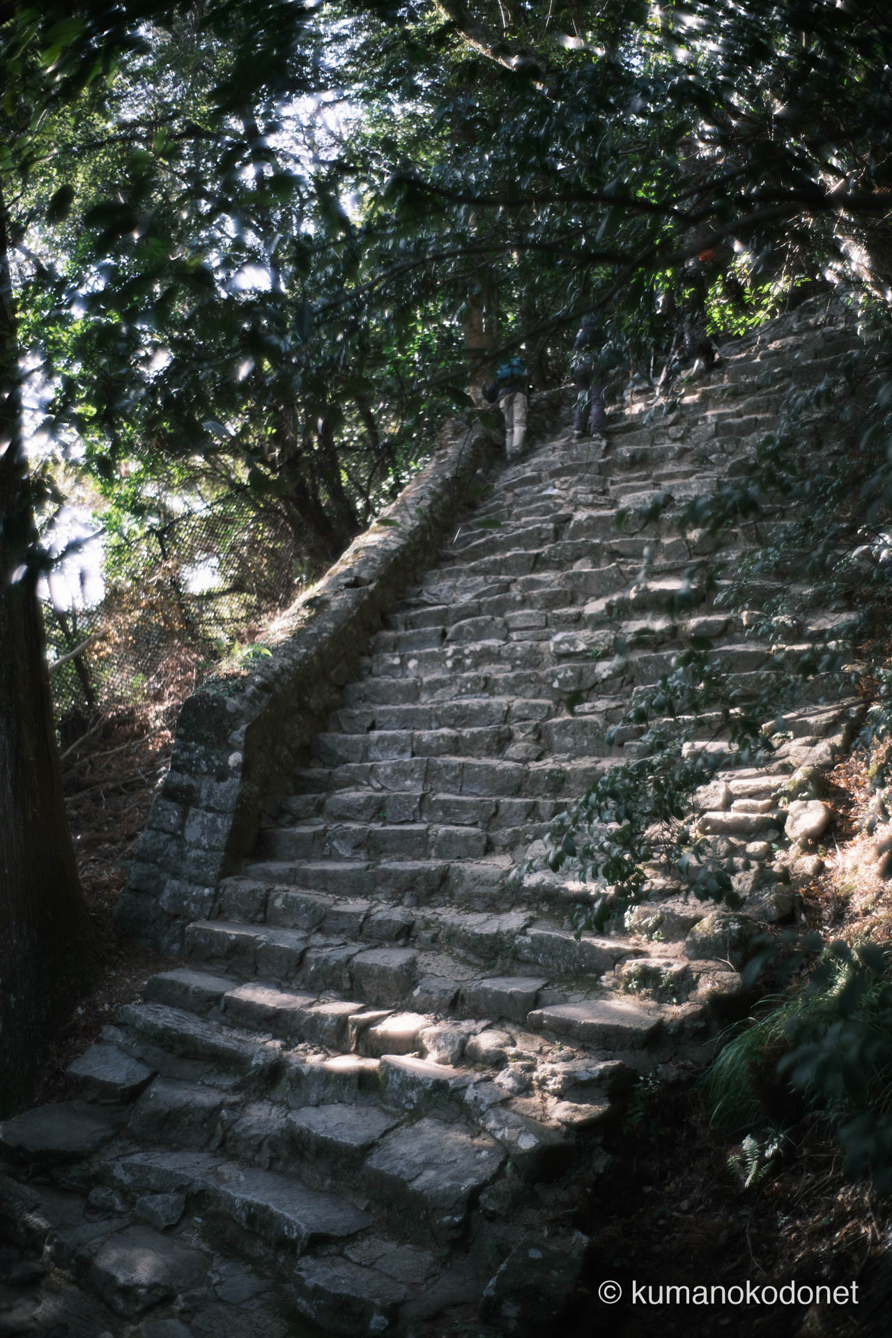 下山途中の女坂から見下ろす急峻な石畳。神倉山の厳しさを物語る高低差。新宮市にて。 | Kamikura Jinja, Shingu, Wakayama | GFX Classic Neg. | 2026